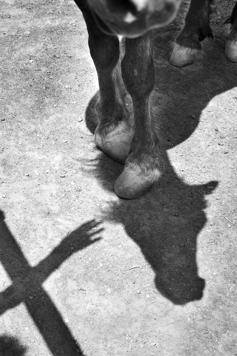 Hoofless
