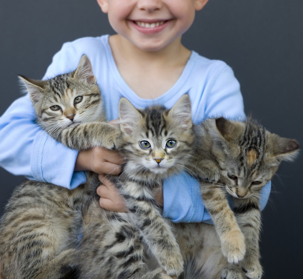 Rescued Cats