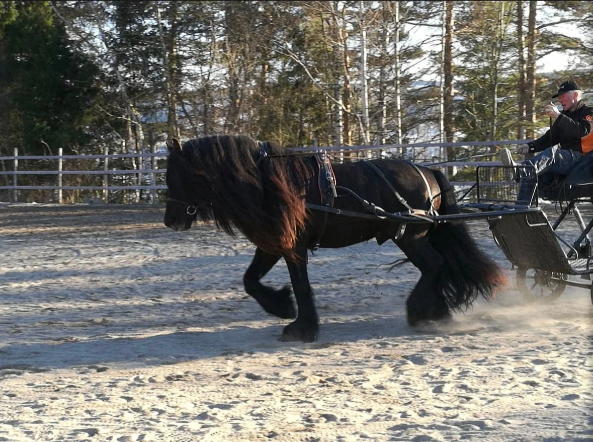 The Dole Horse Today: A Working Horse for Modern Life
