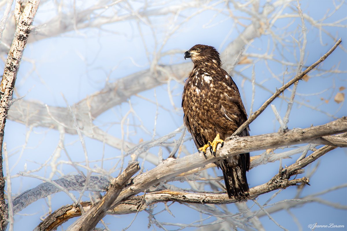 Golden Eagle with copyright for website.jpg