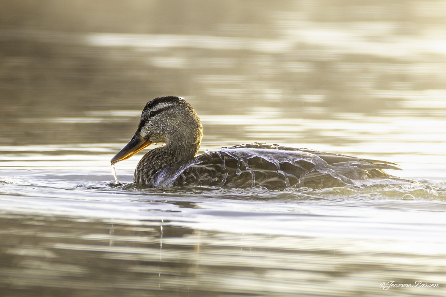 Duck with water on back with copyright for website.jpg
