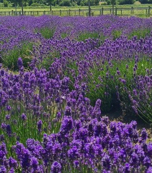 Manx Lavender Fayre - Reiki Group Healing with crystal support