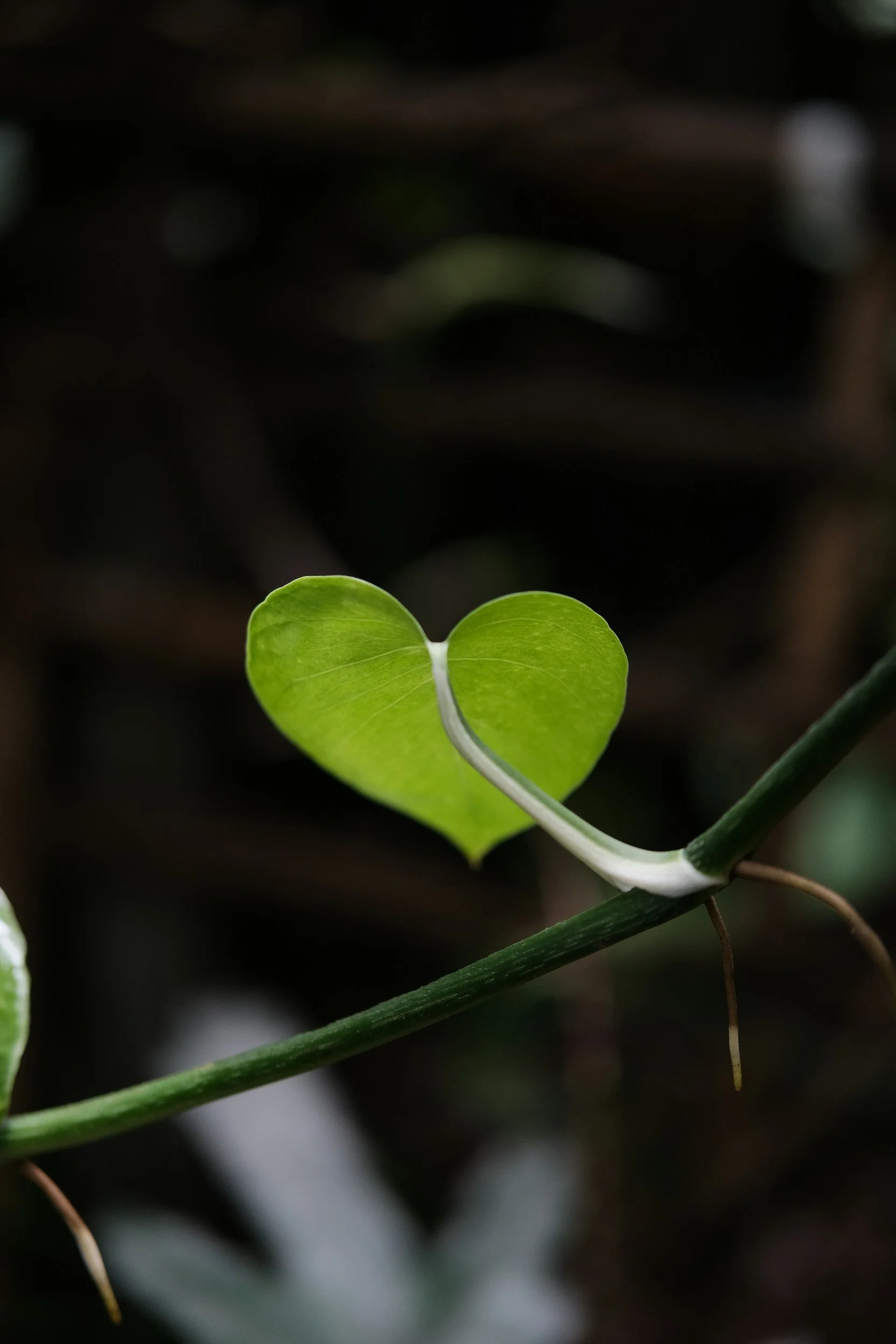 💚Opening Your Heart: Support, Connection &amp; Healing for the Week Ahead💚