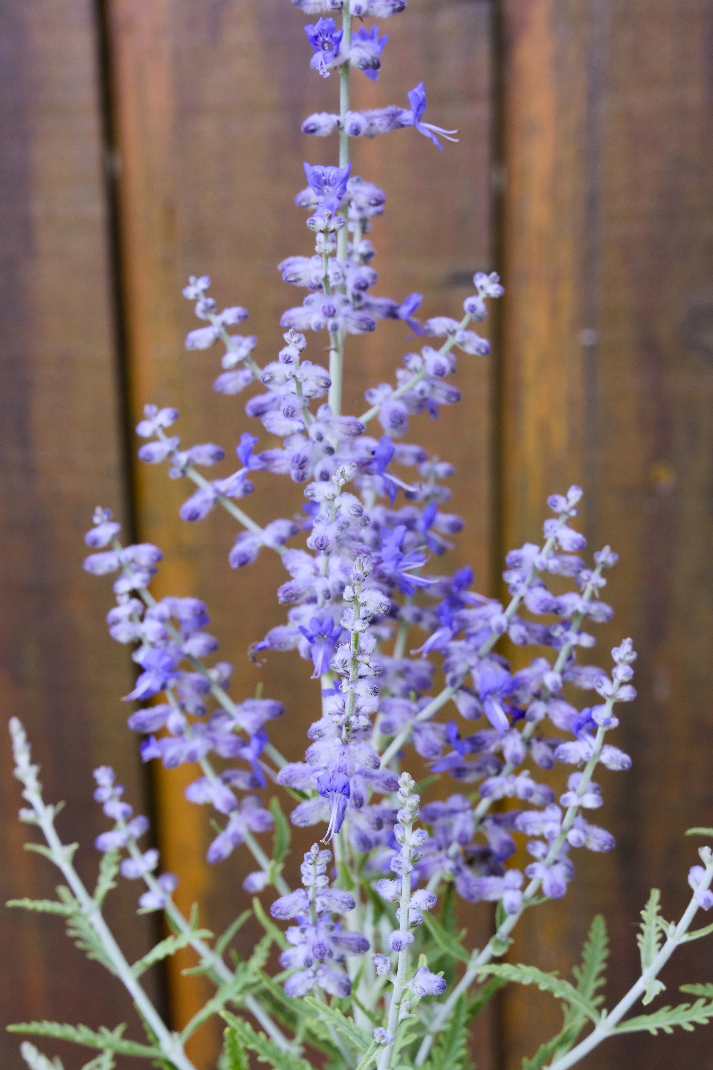 Perovskia atriplicifolia 'Blue Jean Baby'