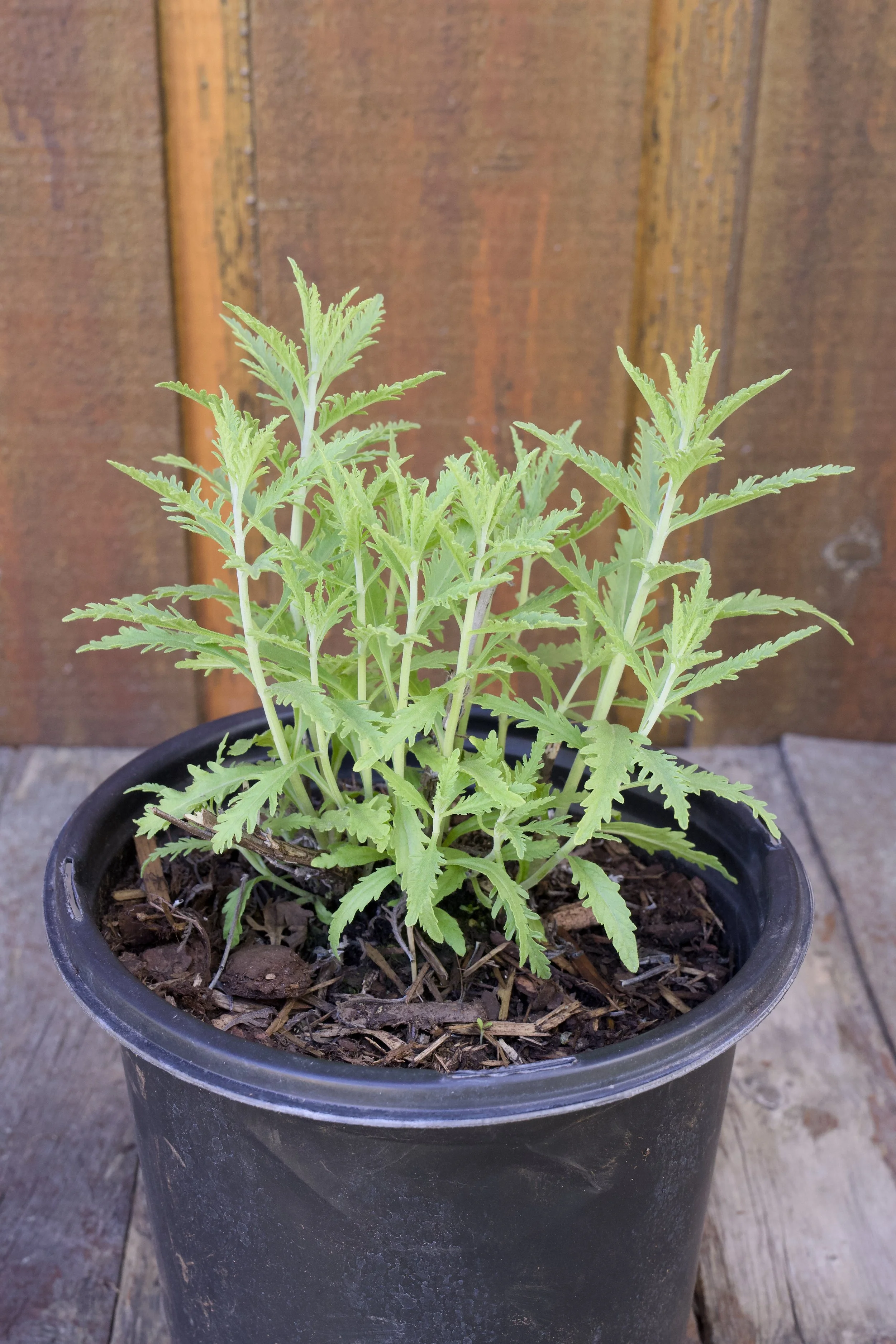 Perovskia atriplicifolia ‘Blue Jean Baby’.jpg