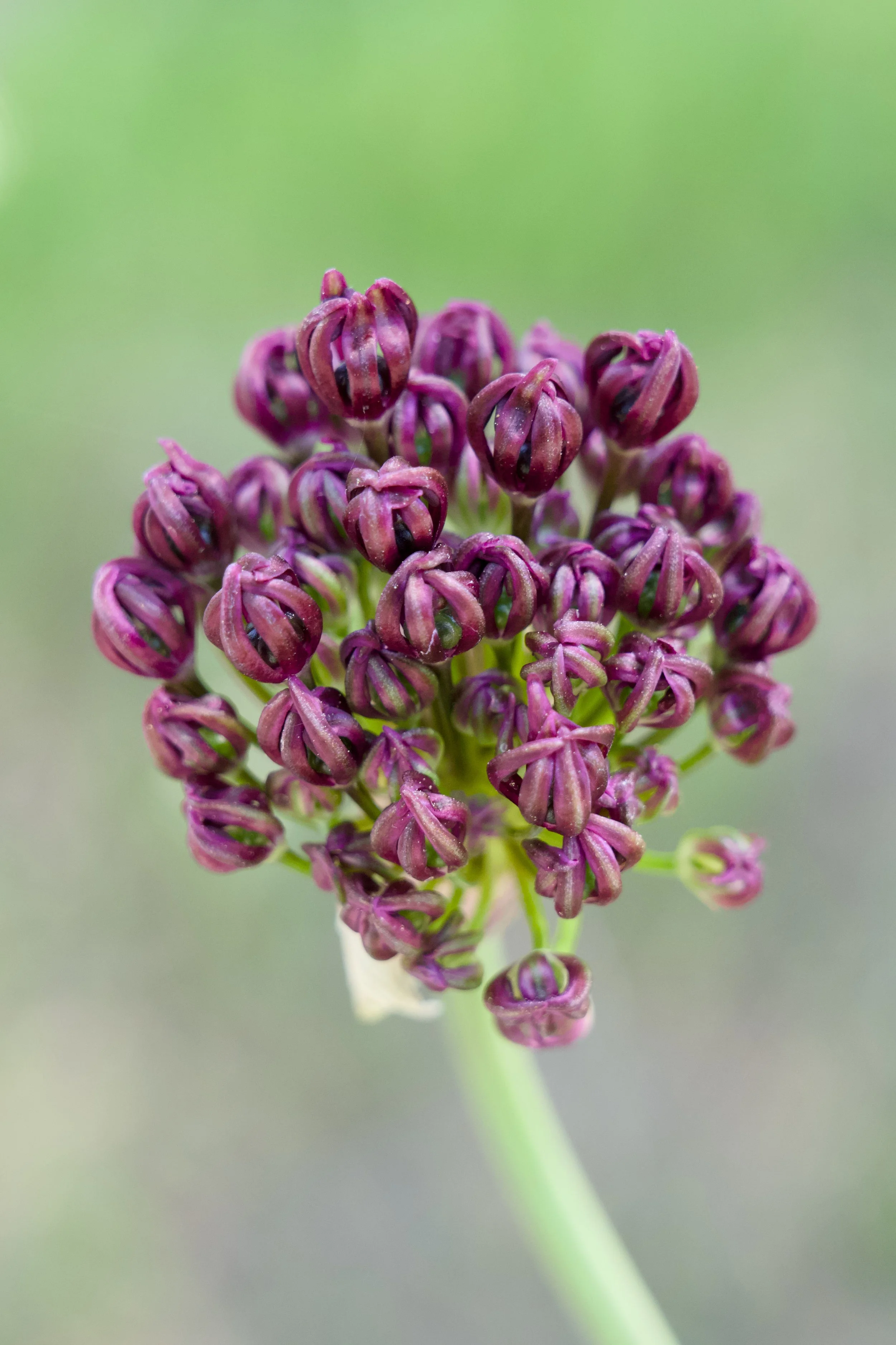 Allium atropurpureum