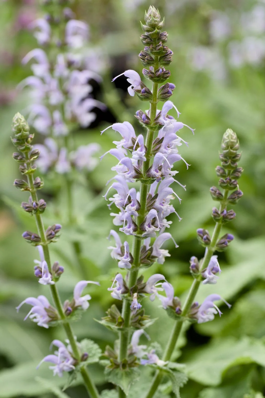 Salvia nemorosa ‘Bumblesky' Flowers.jpg