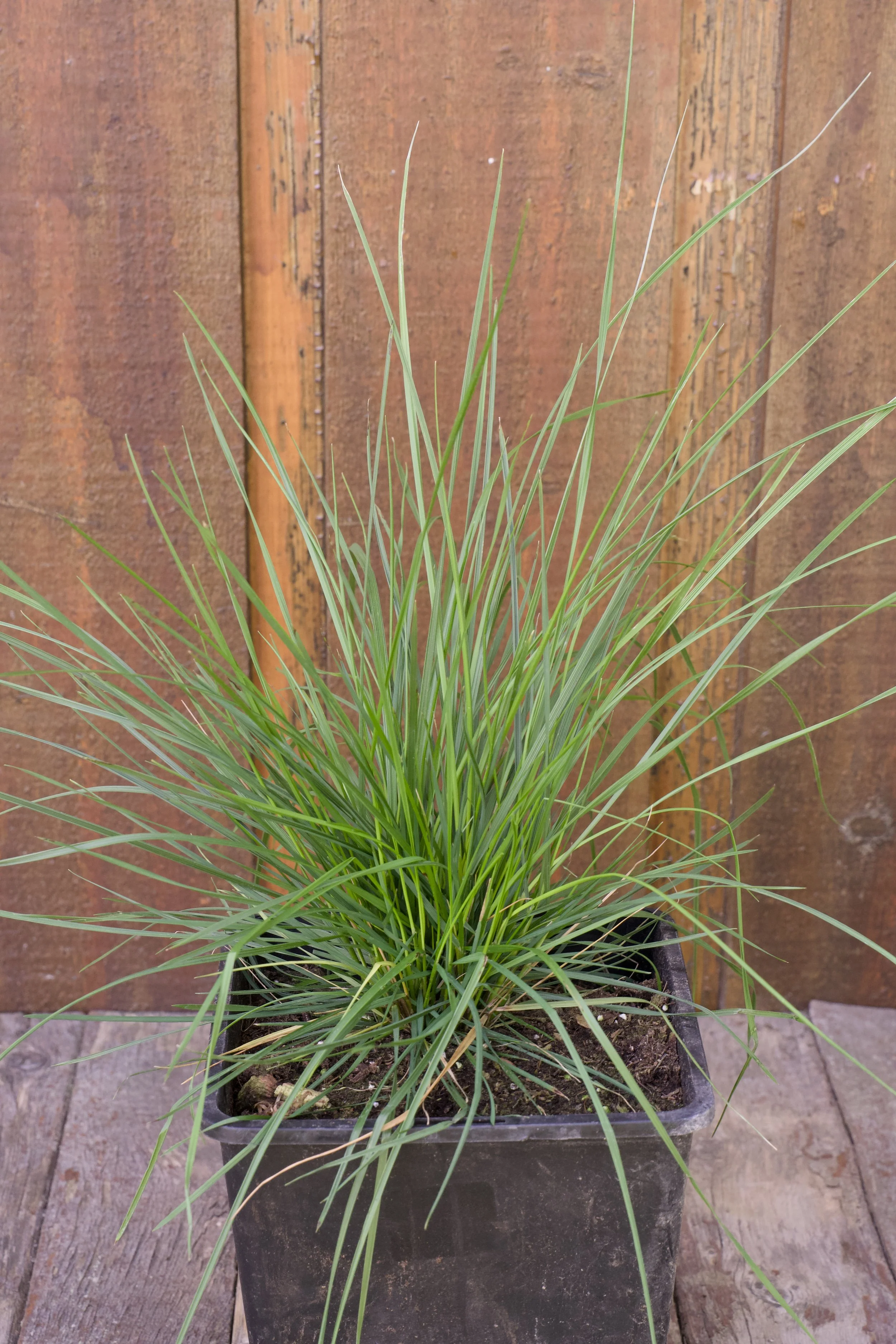Deschampsia cespitosa.jpg