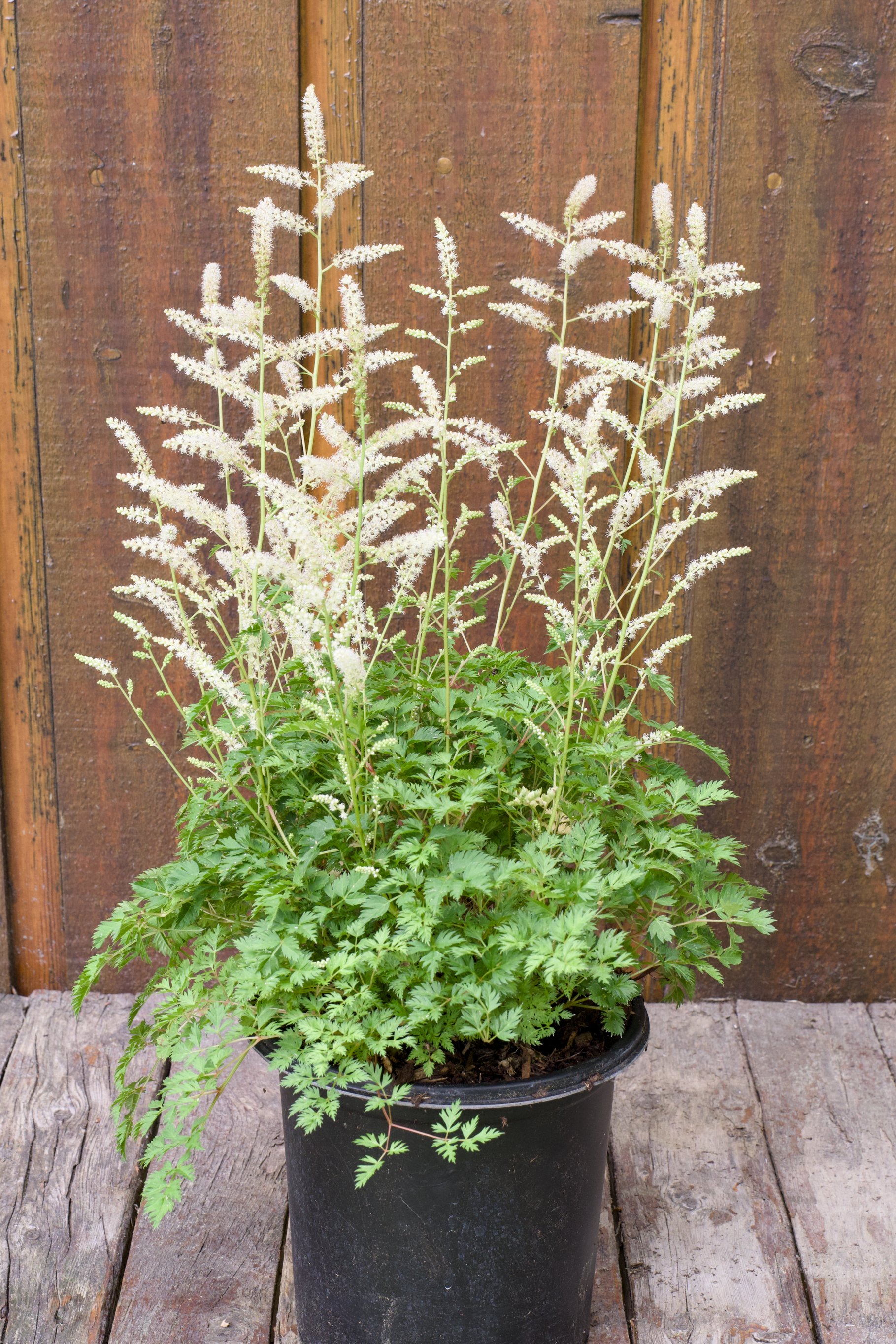 Aruncus aethusifolius.jpg
