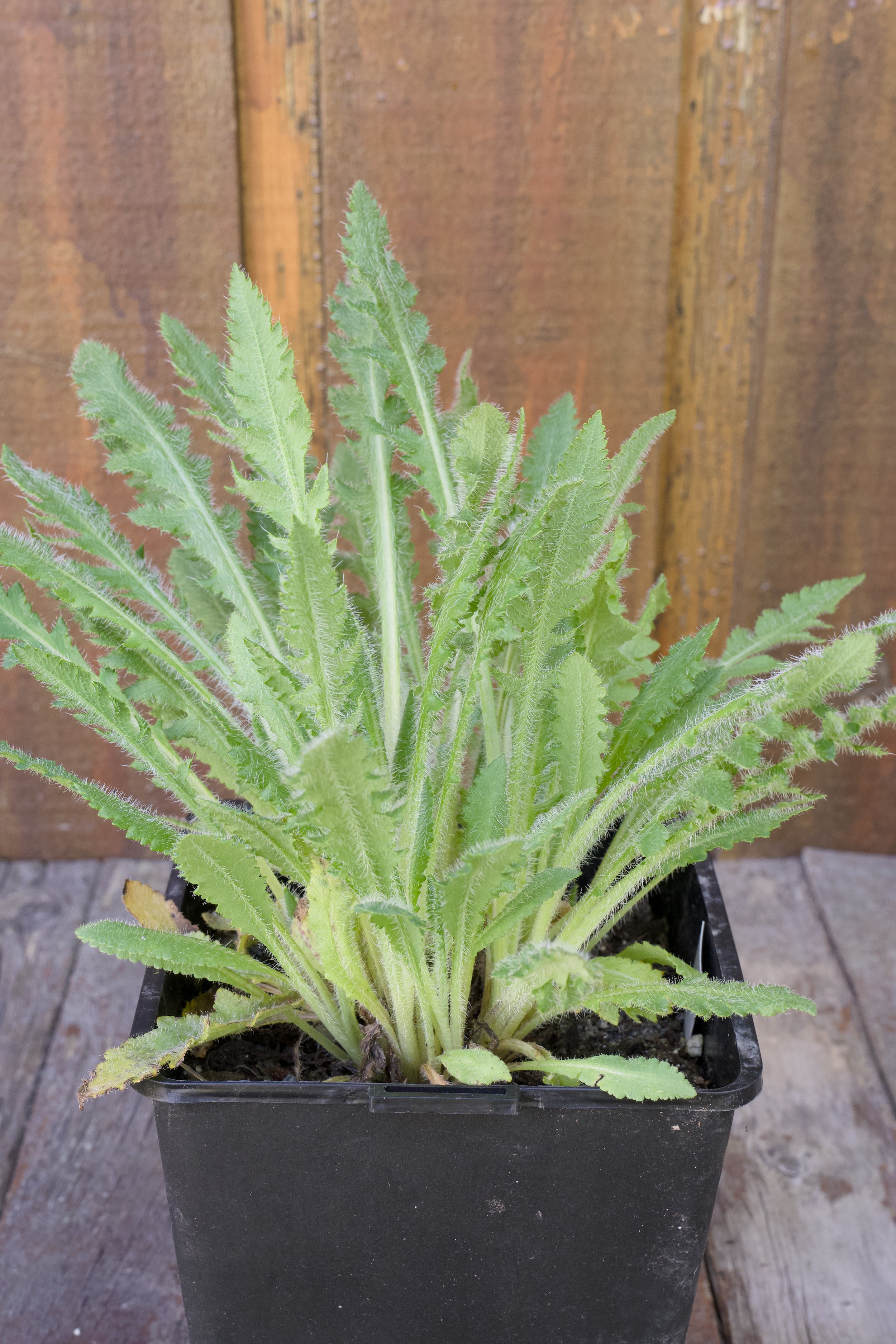 Papaver orientale ‘Royal Wedding’.jpg
