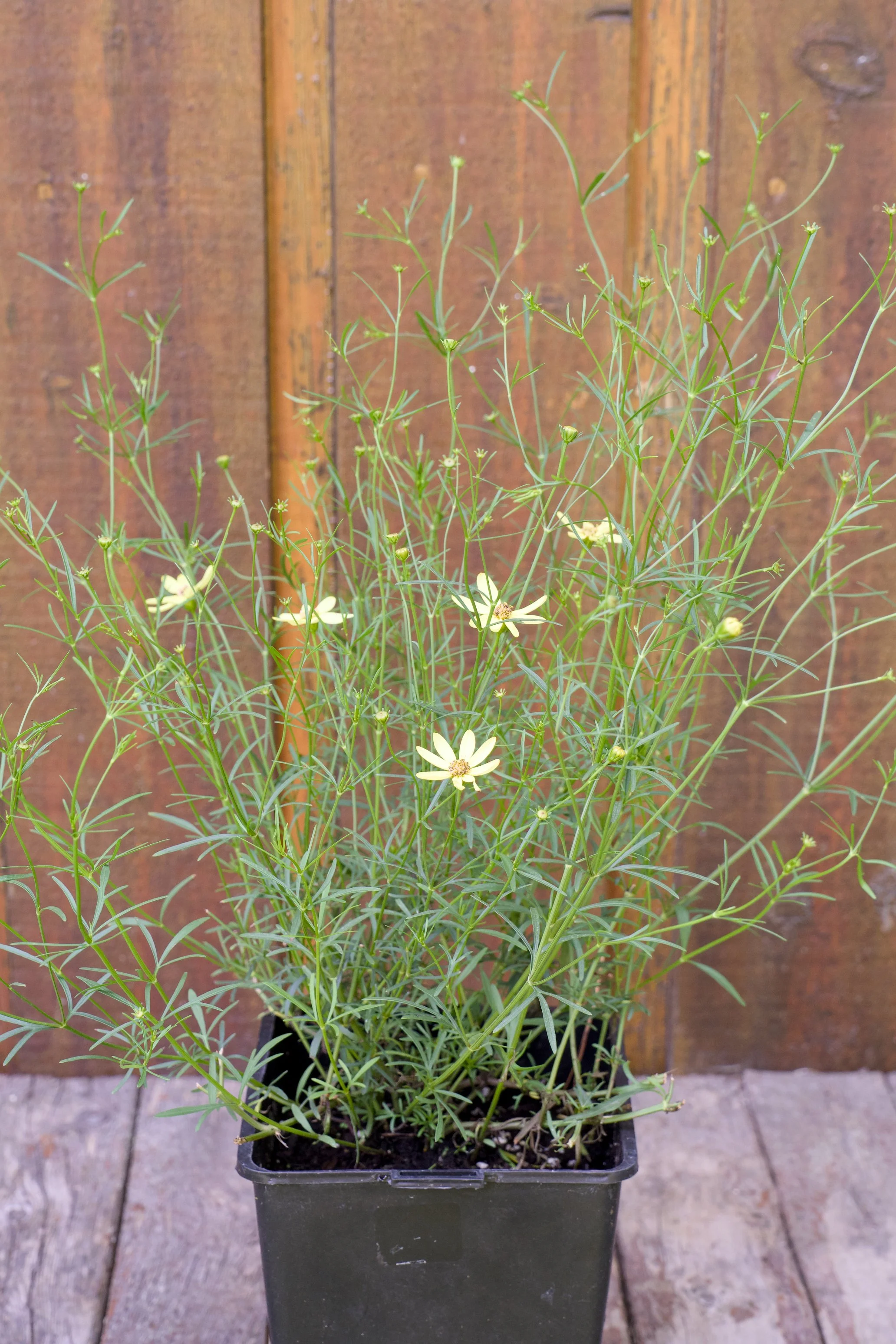 Coreopsis verticillata 'Moonbeam'