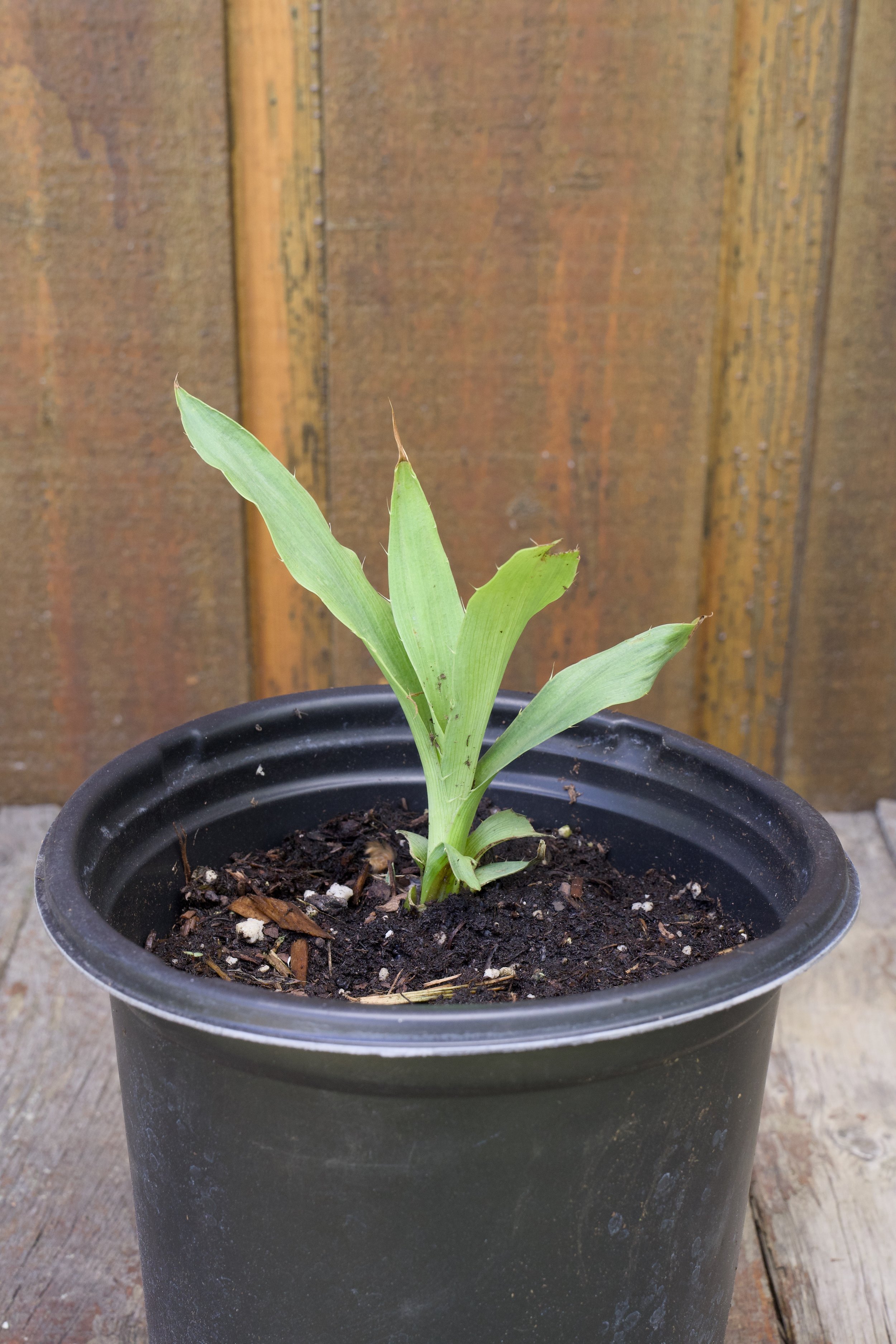 Eryngium yuccifolium