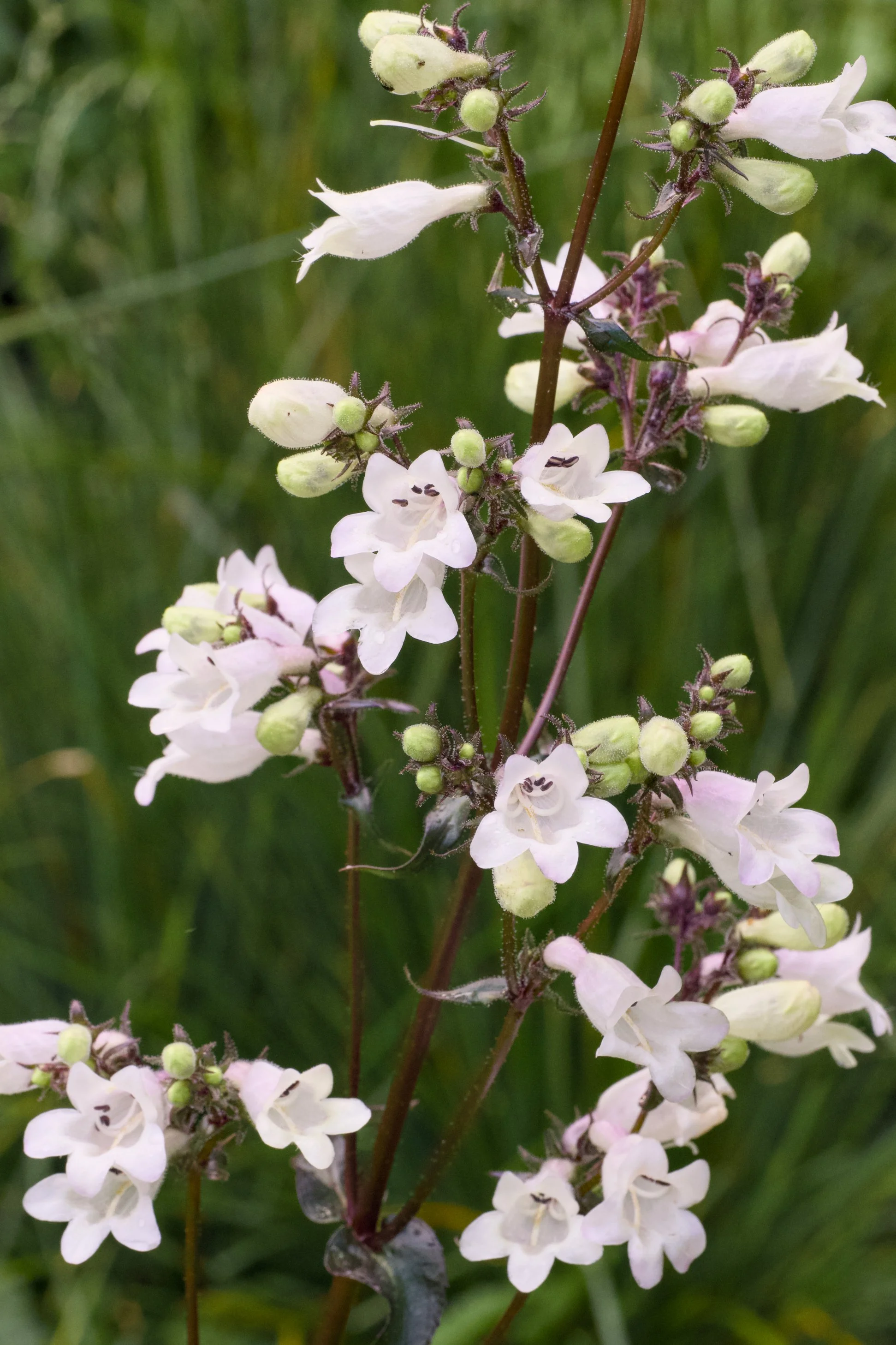 Penstemon digitalis ‘Onyx and Pearls’ Flower Stalk.jpg