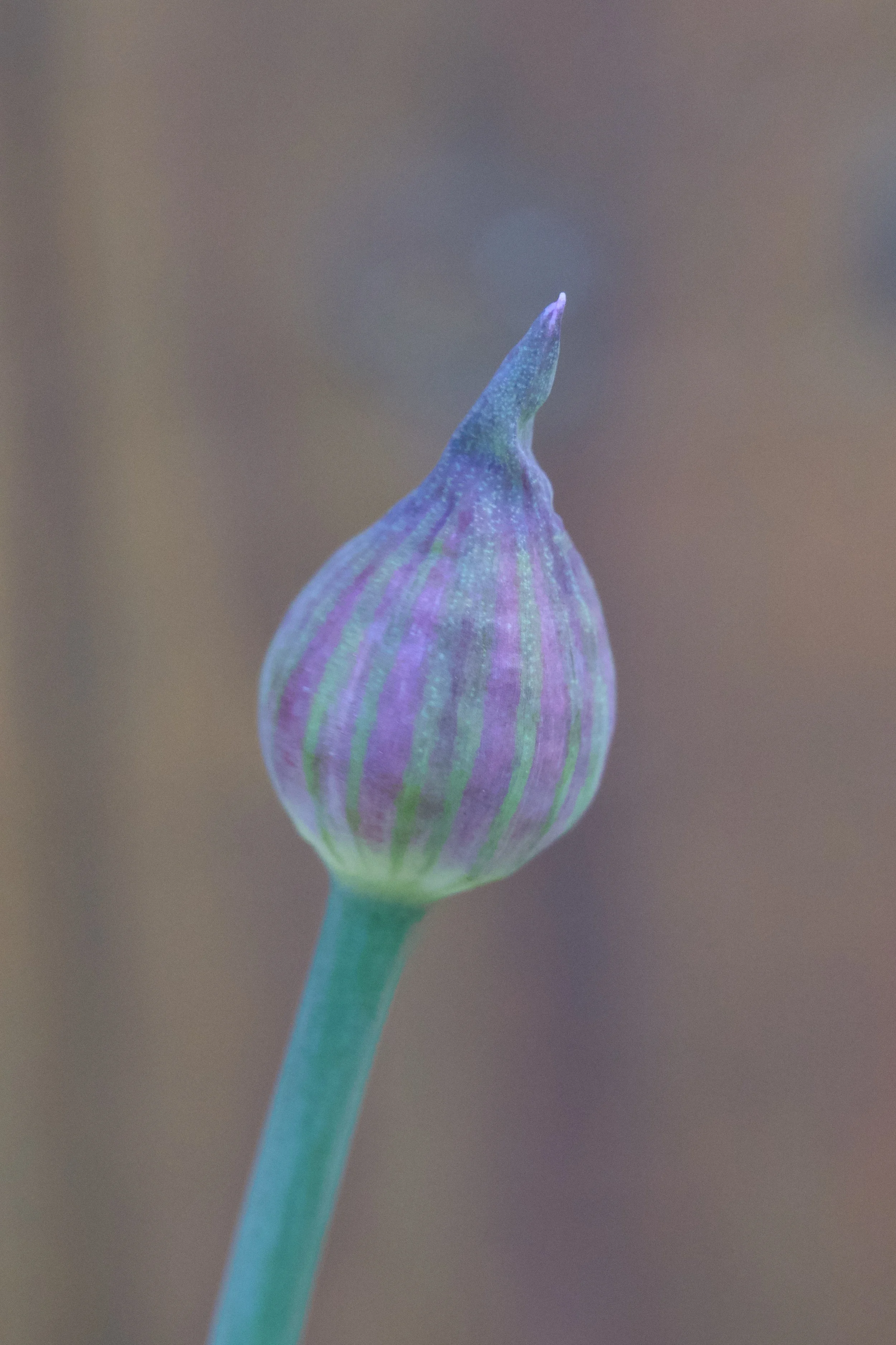 Allium atropurpureum Flower Bud.jpg