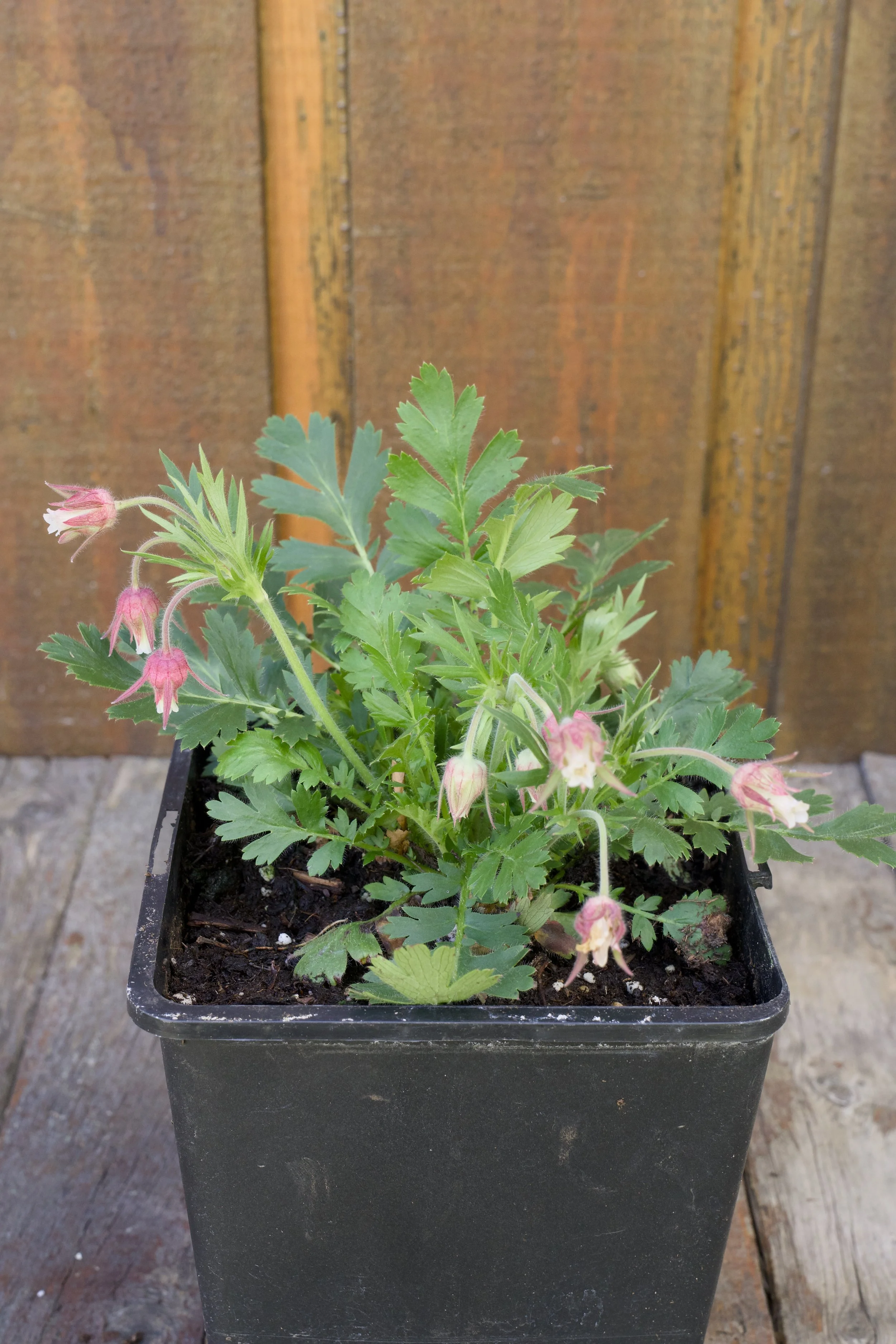 Geum triflorum.jpg
