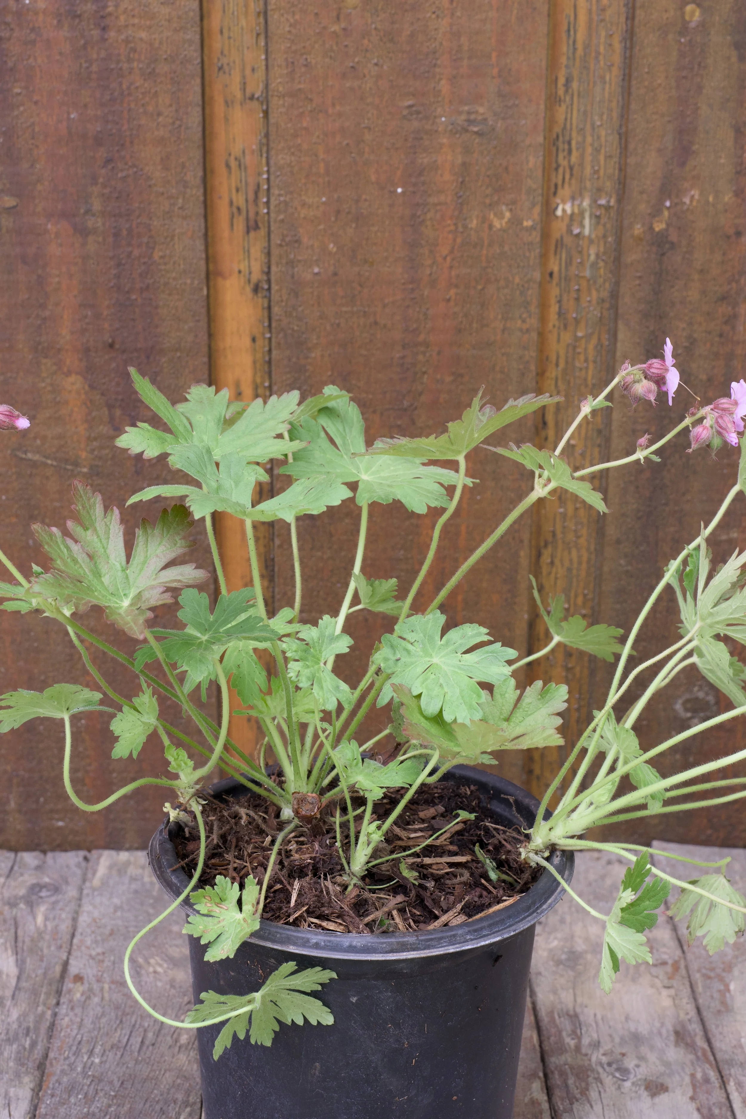 Geranium macrorrhizum ‘Ingwersen’s Variety’.jpg