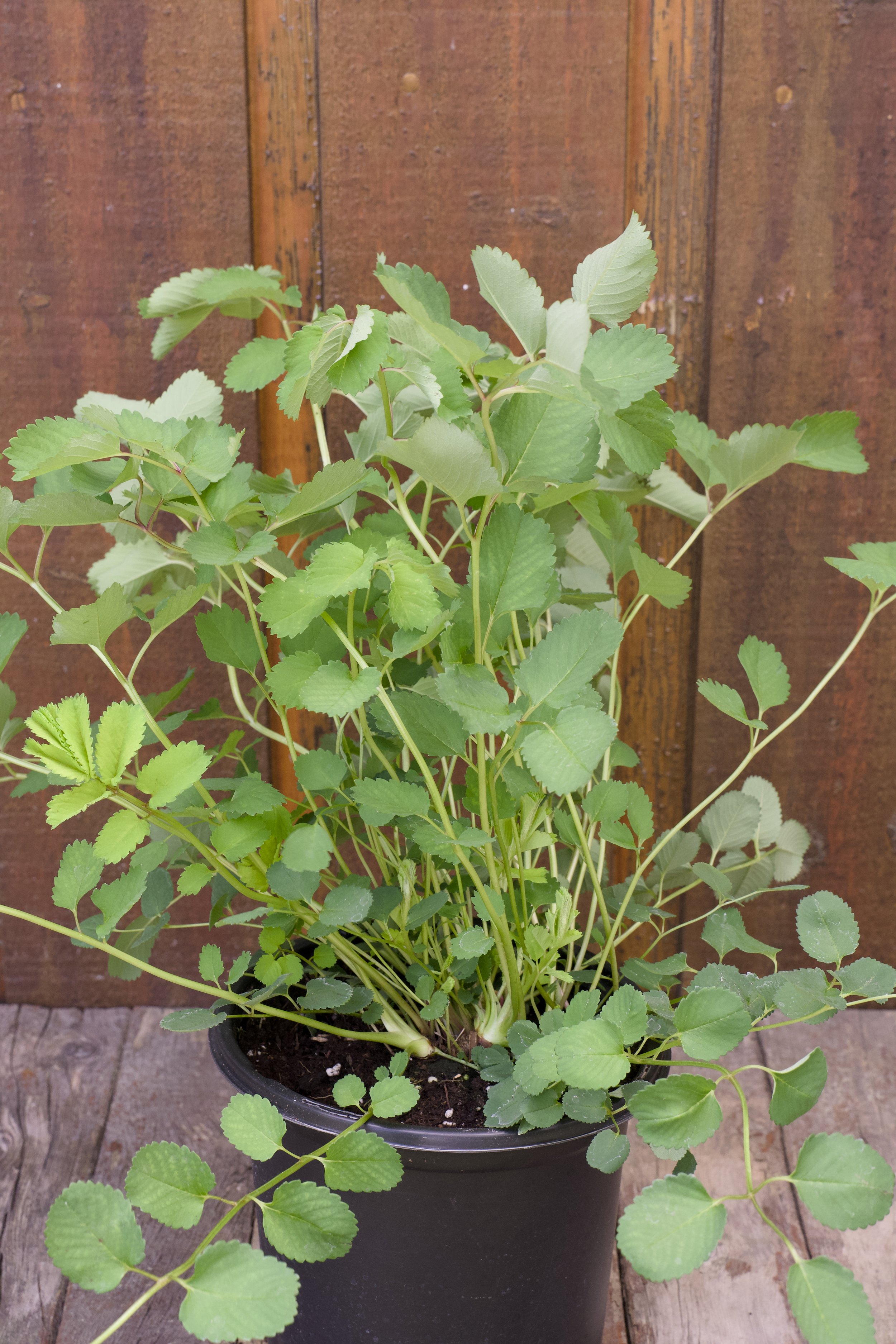 Sanguisorba obtusa
