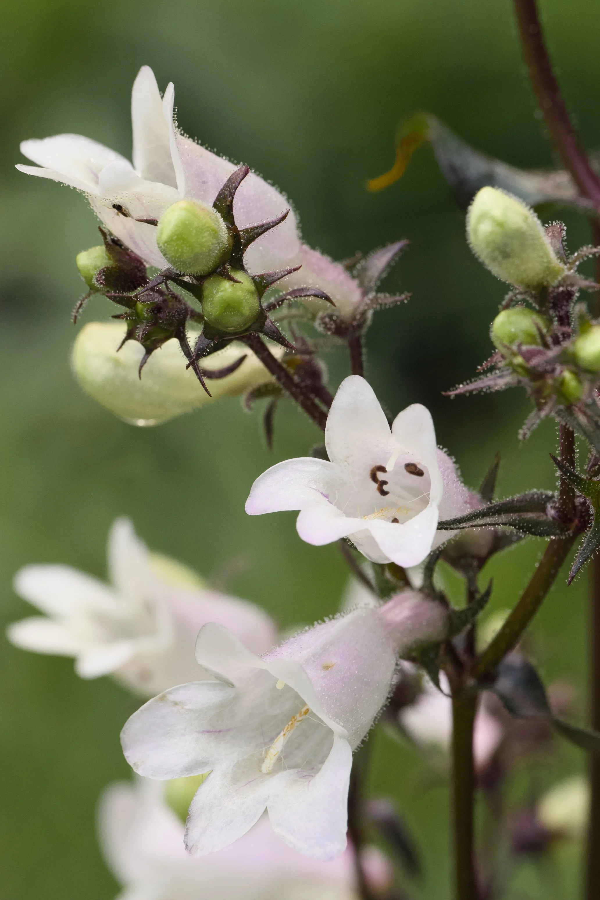 Penstemon digitalis 'Onyx and Pearls'