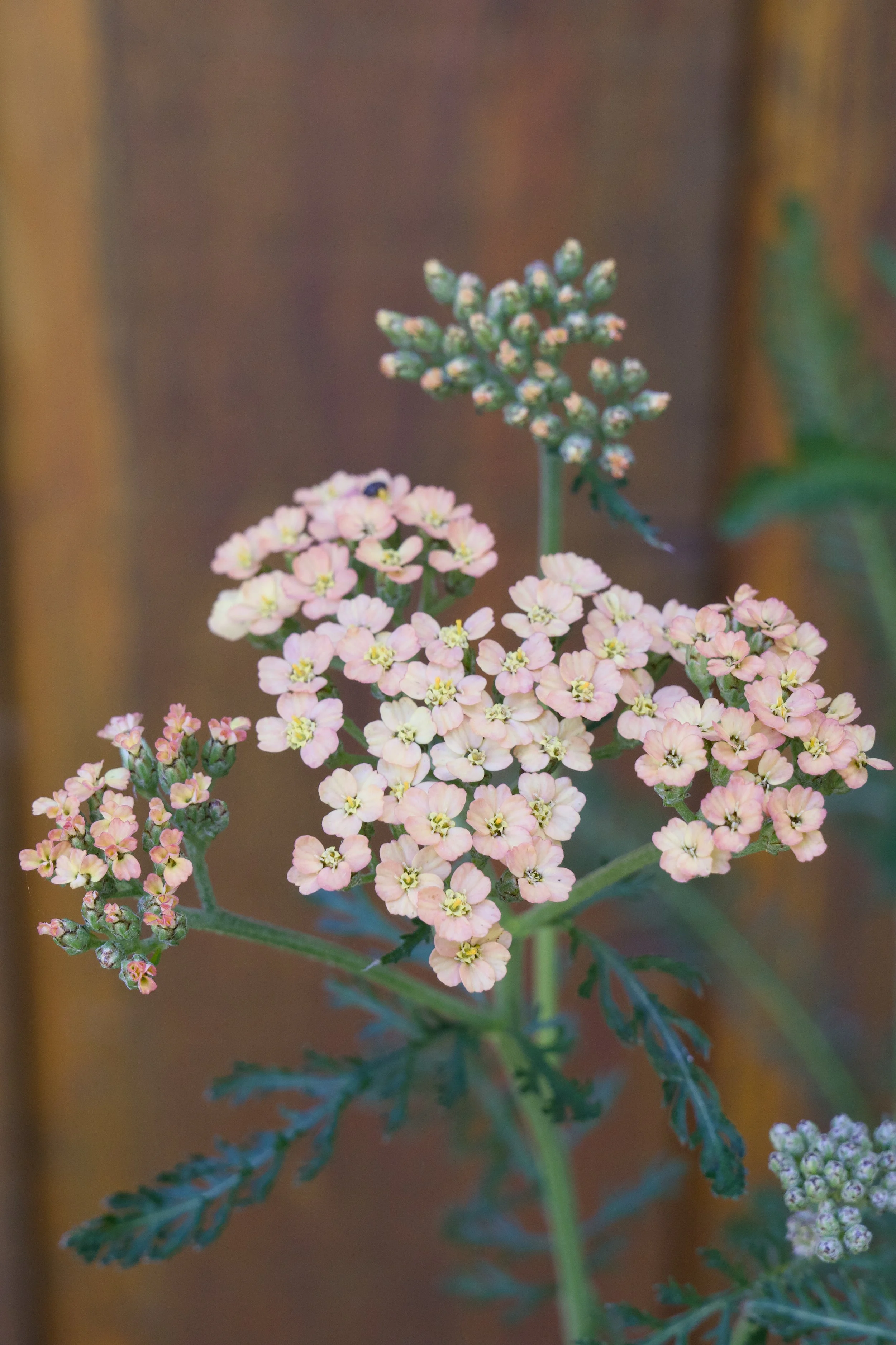 Achillea millefolium 'New Vintage Terracotta'