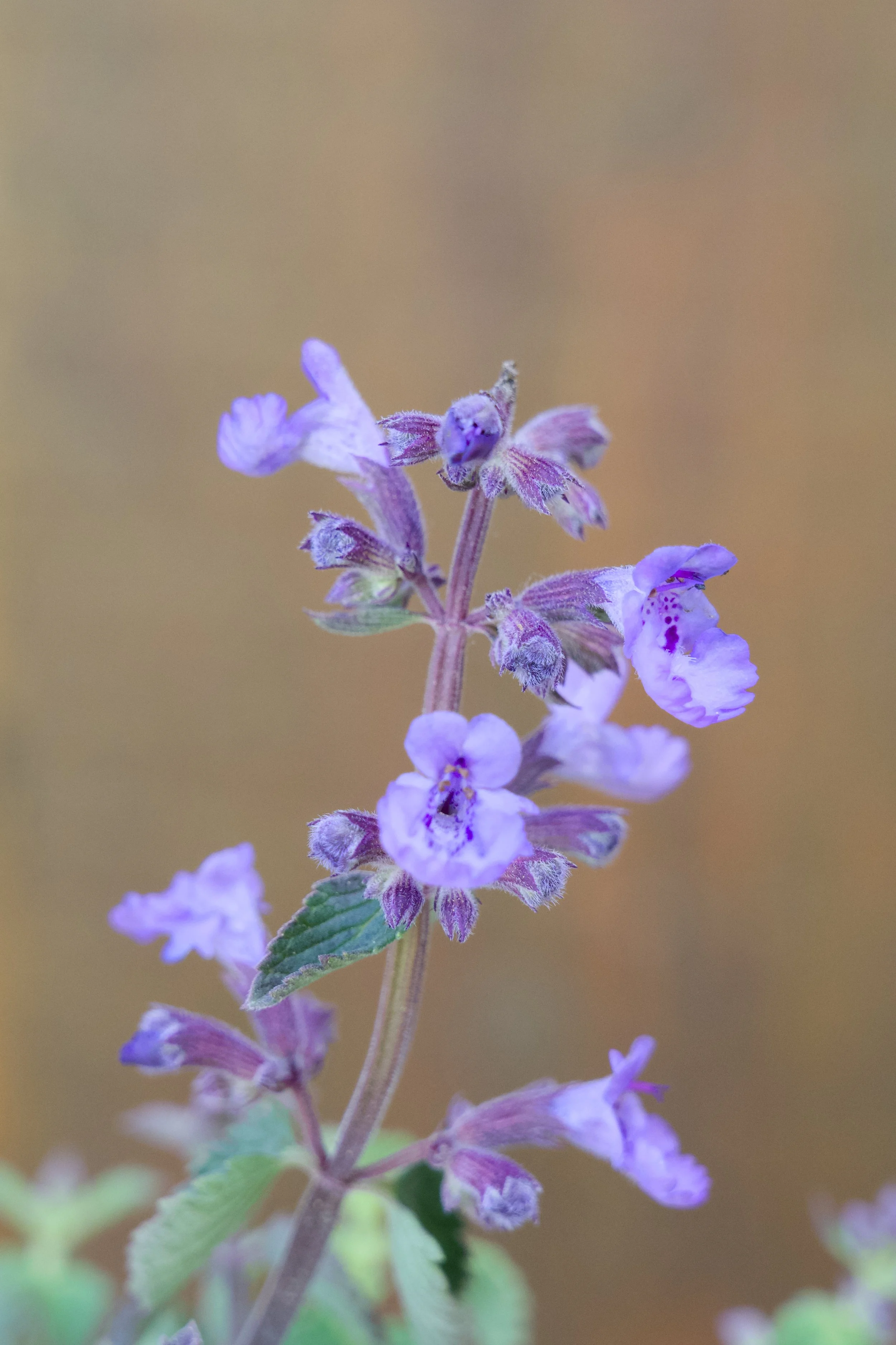 Nepeta faassenii 'Kitten Around'