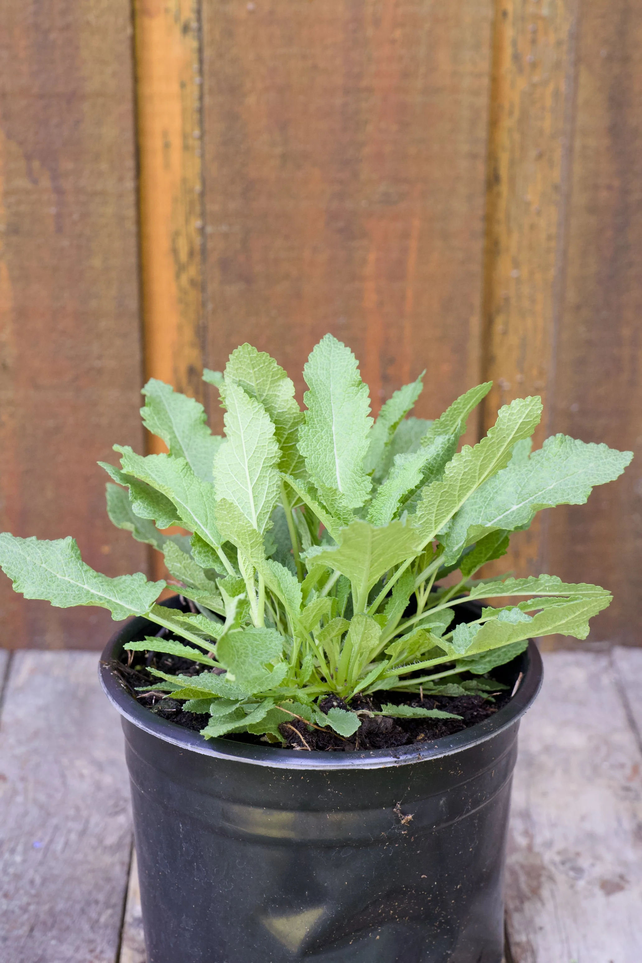 Salvia nemorosa ‘Blue Hill’ (Blauguegel).jpg