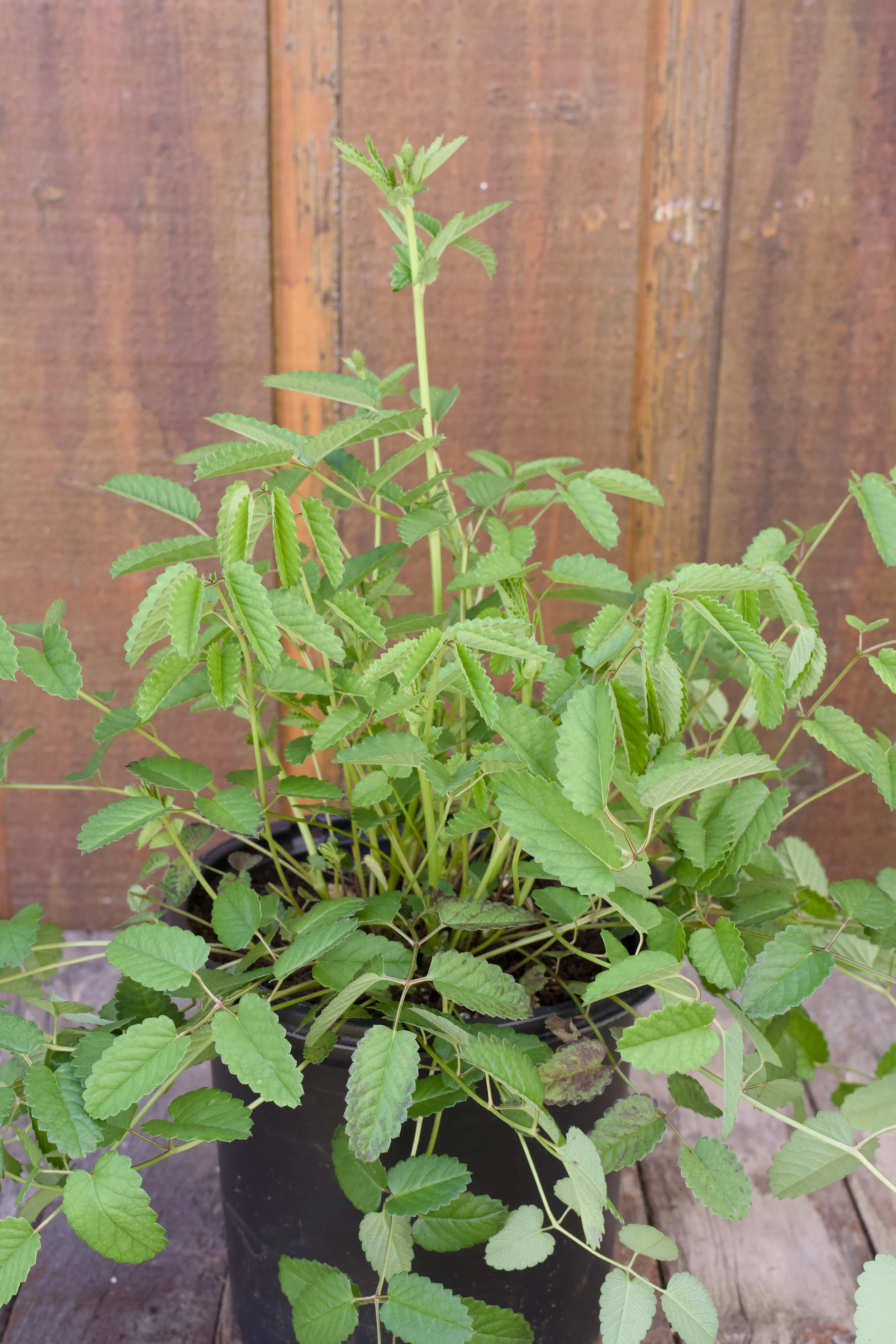 Sanguisorba officinalis ‘Tanna'.jpg