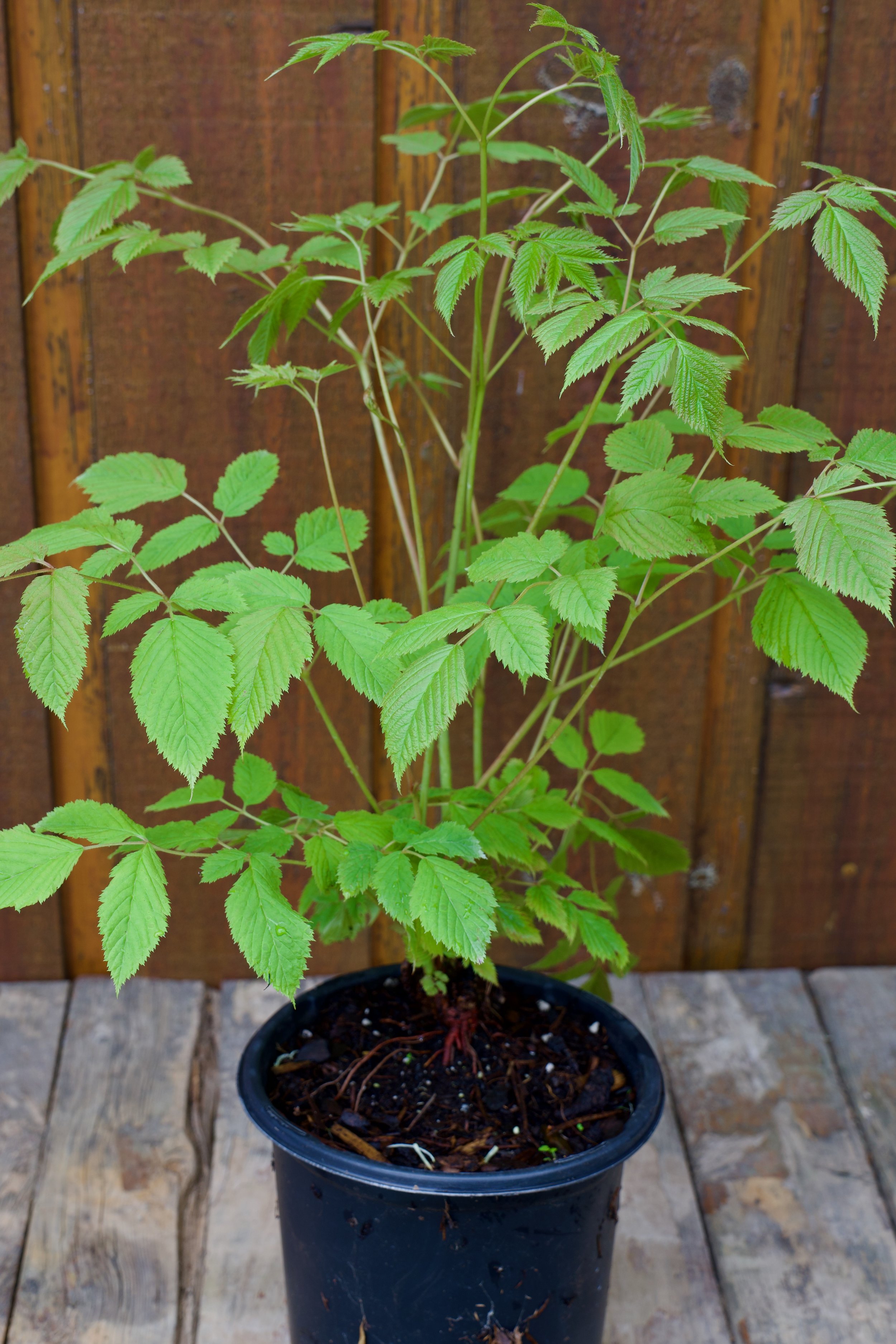 Aruncus dioicus.jpeg