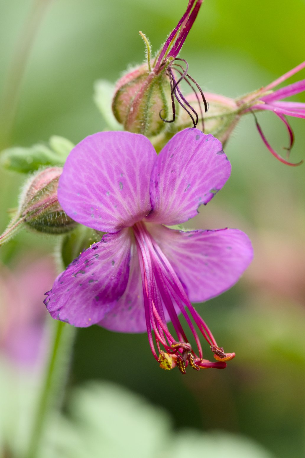Geranium macrorrhizum 'Bevan's Variety'
