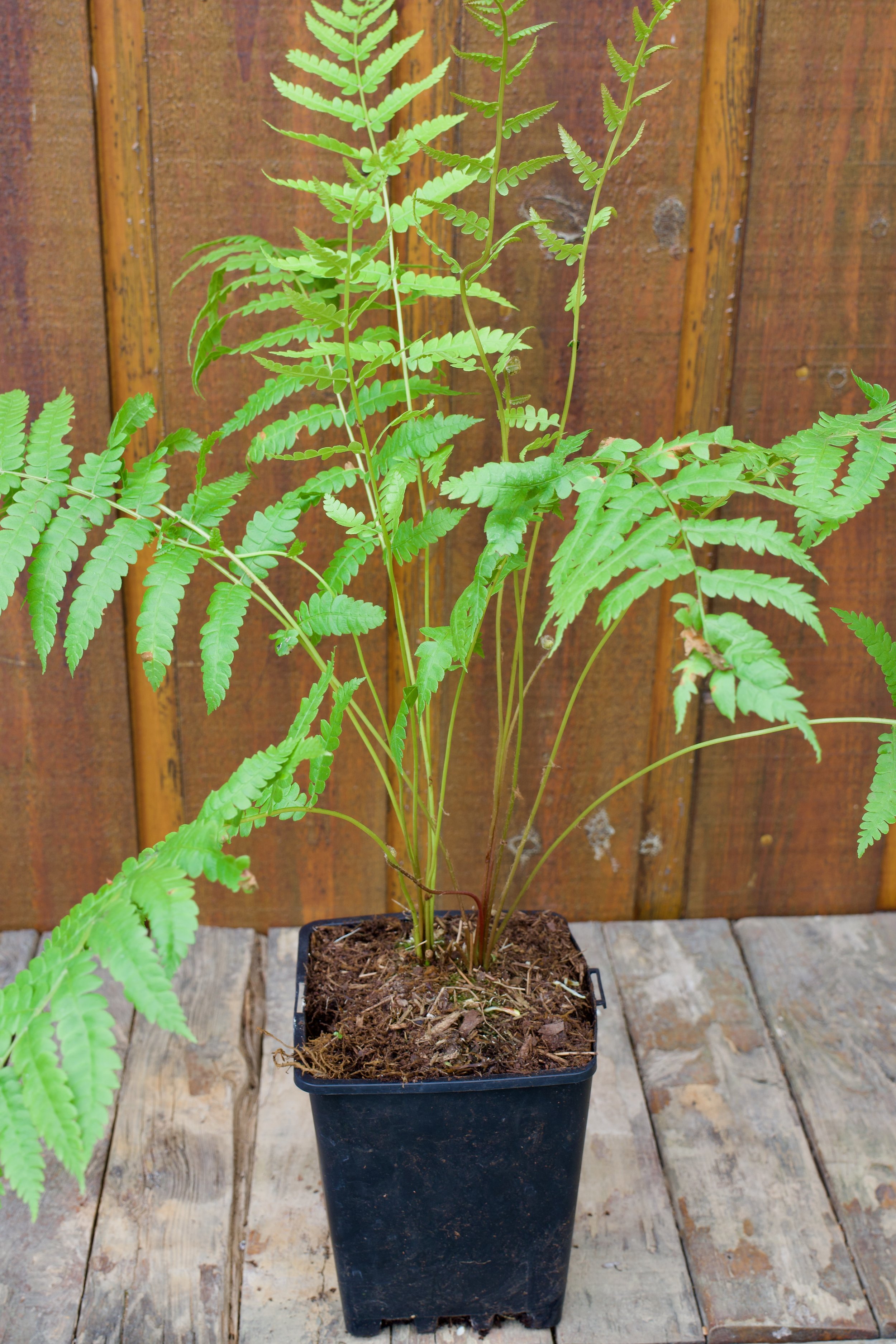 Osmunda cinnamomea