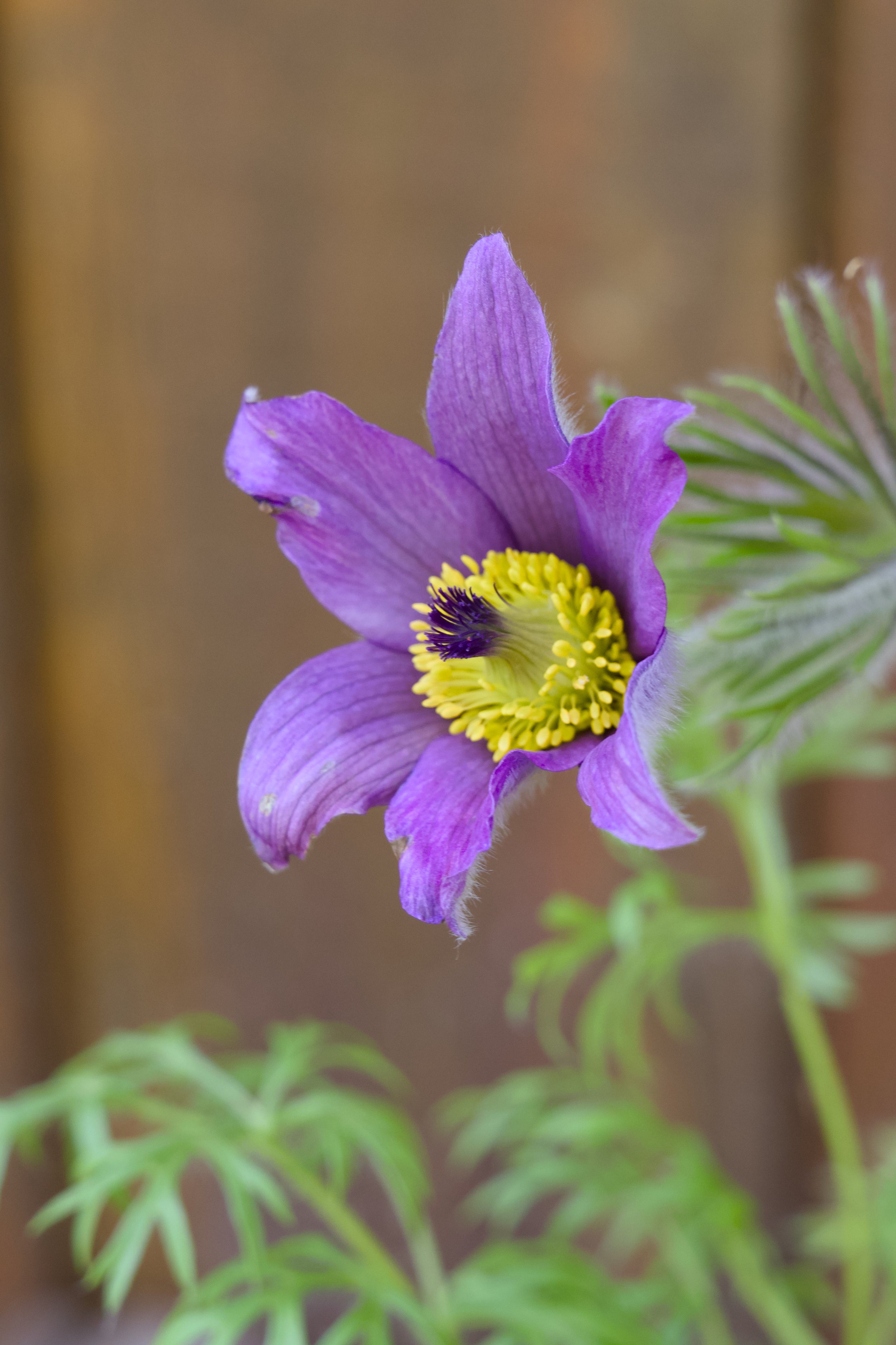 Pulsatilla vulgaris