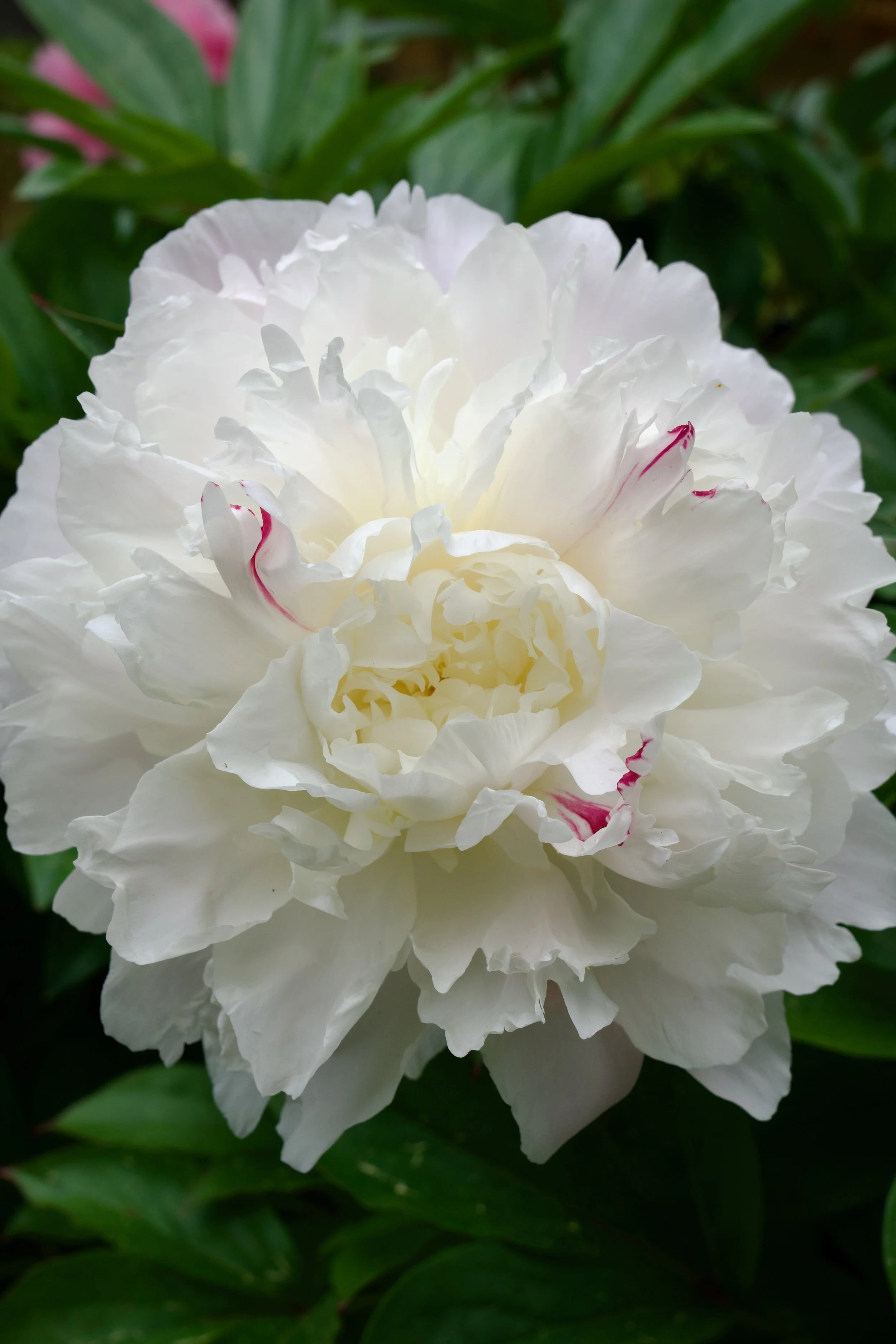 Paeonia lactiflora 'Shirley Temple'