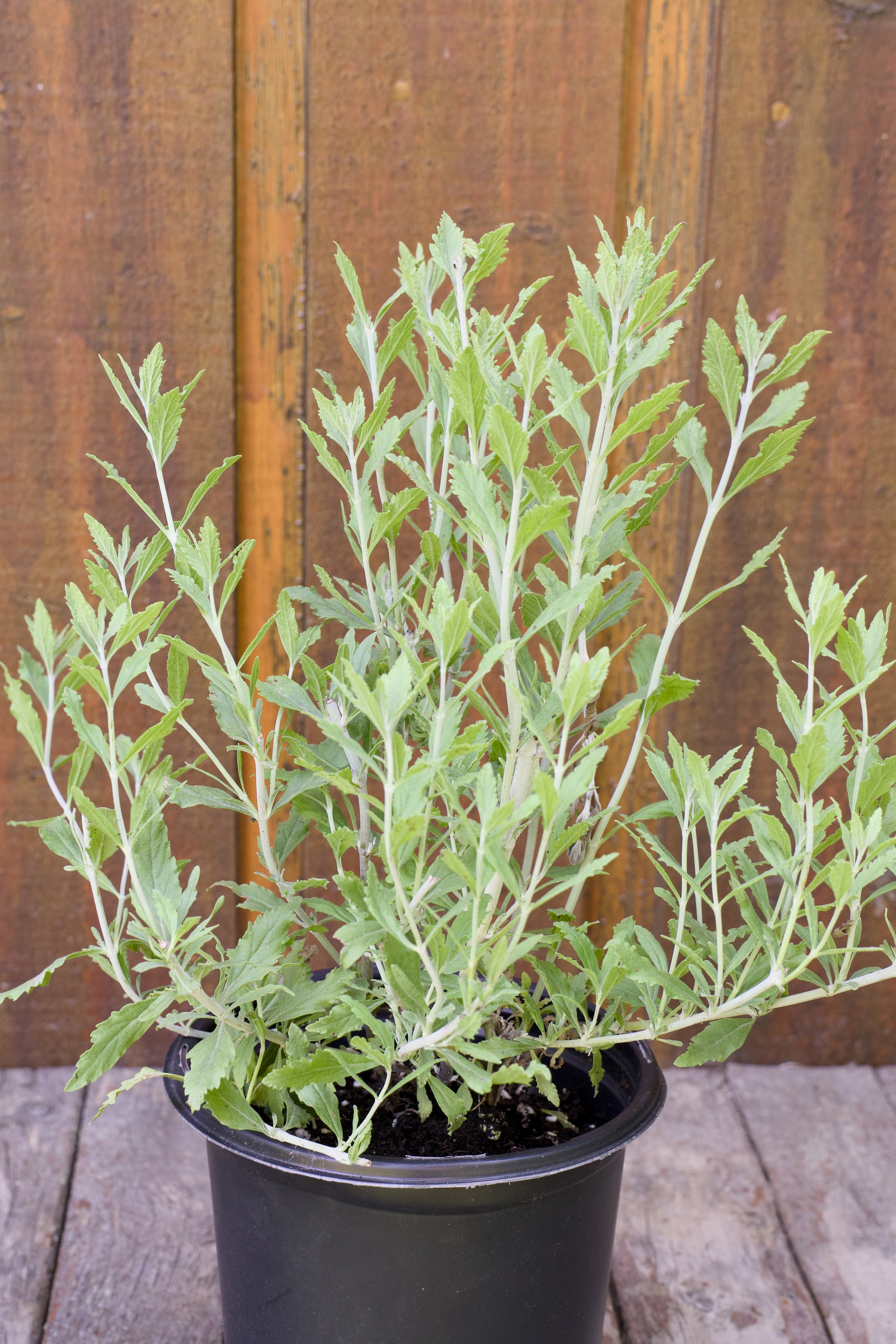 Perovskia atriplicifolia ‘Little Spire’.jpg