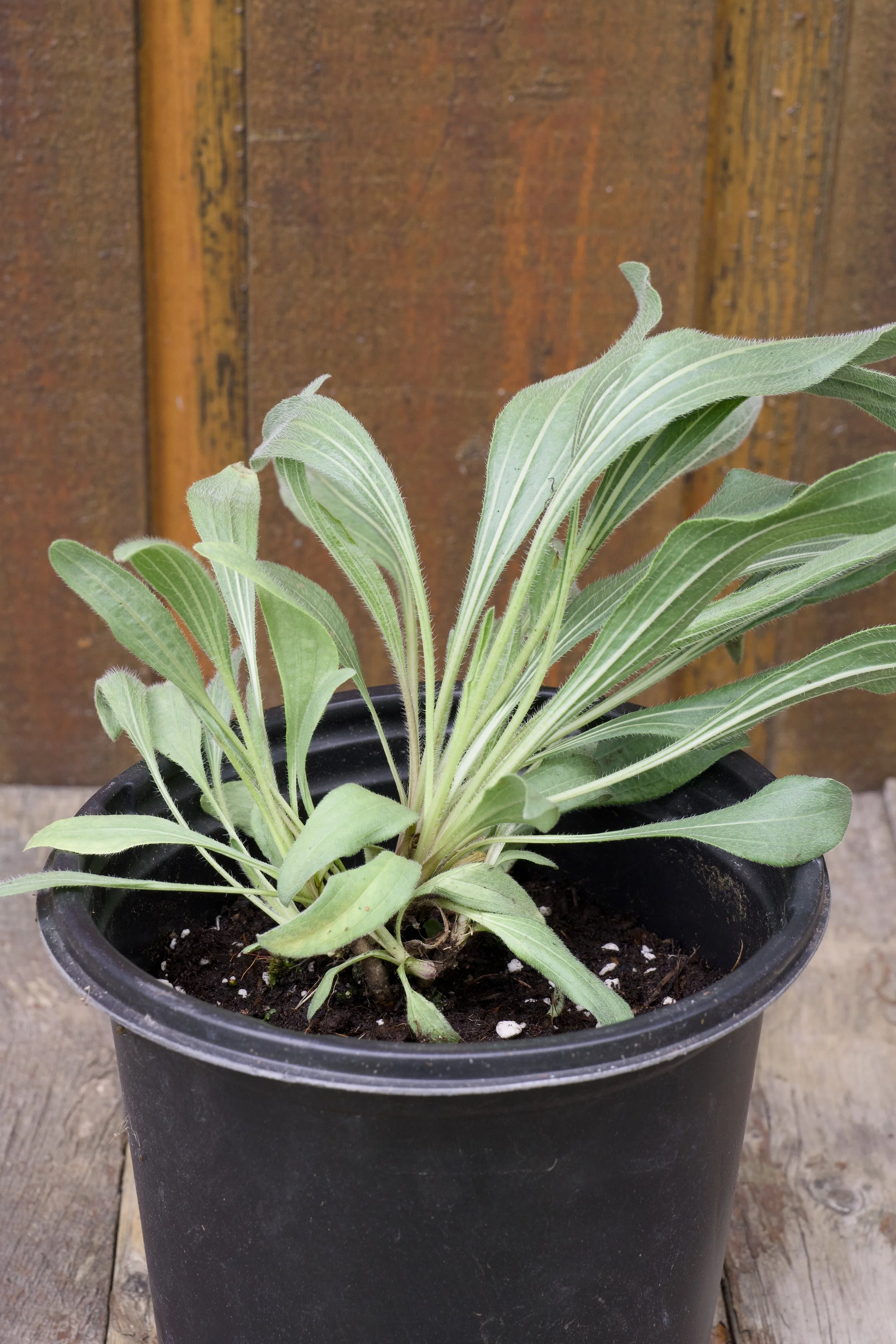 Echinacea angustifolia.jpg