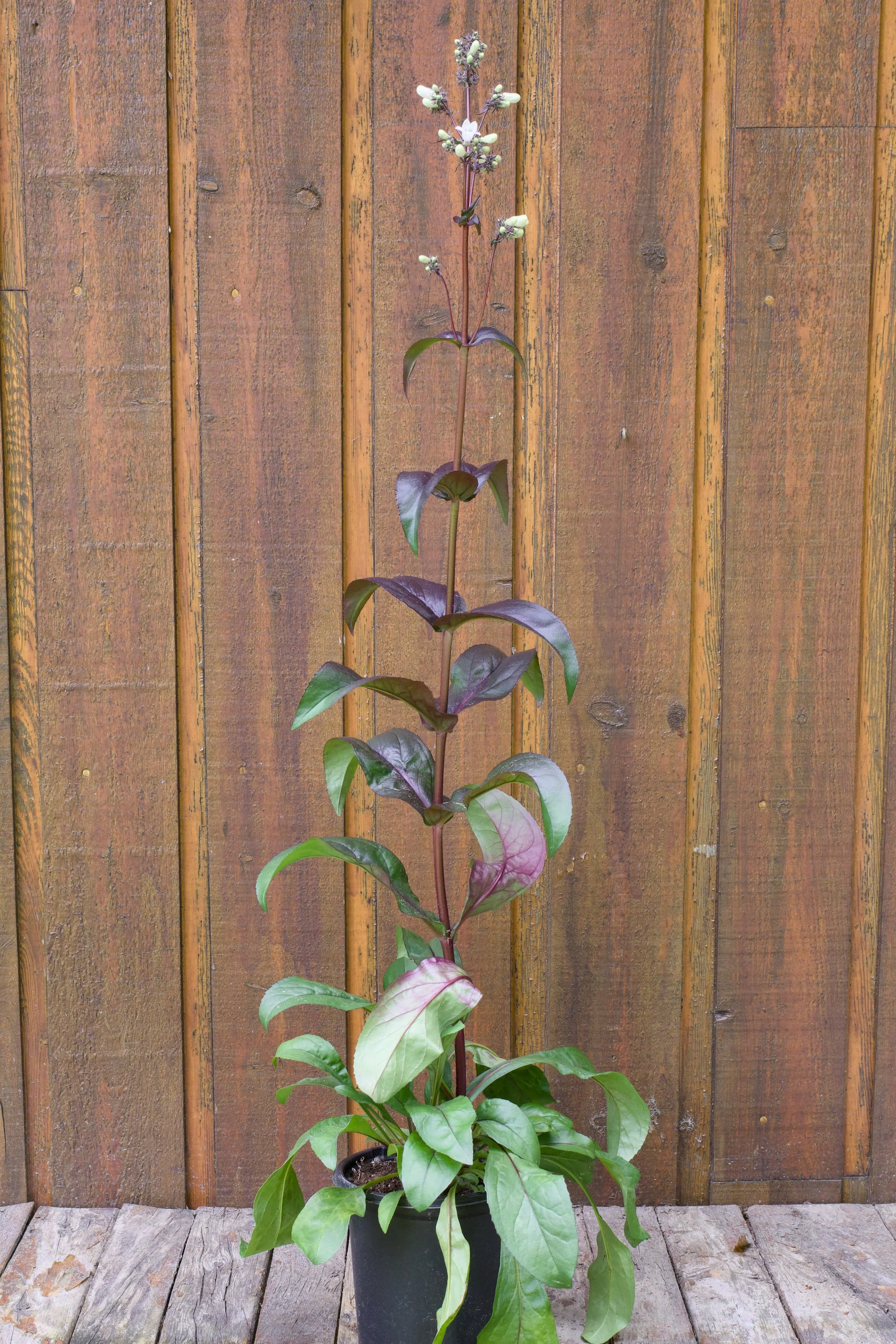 Penstemon digitalis ‘Onyx and Pearls’.jpg