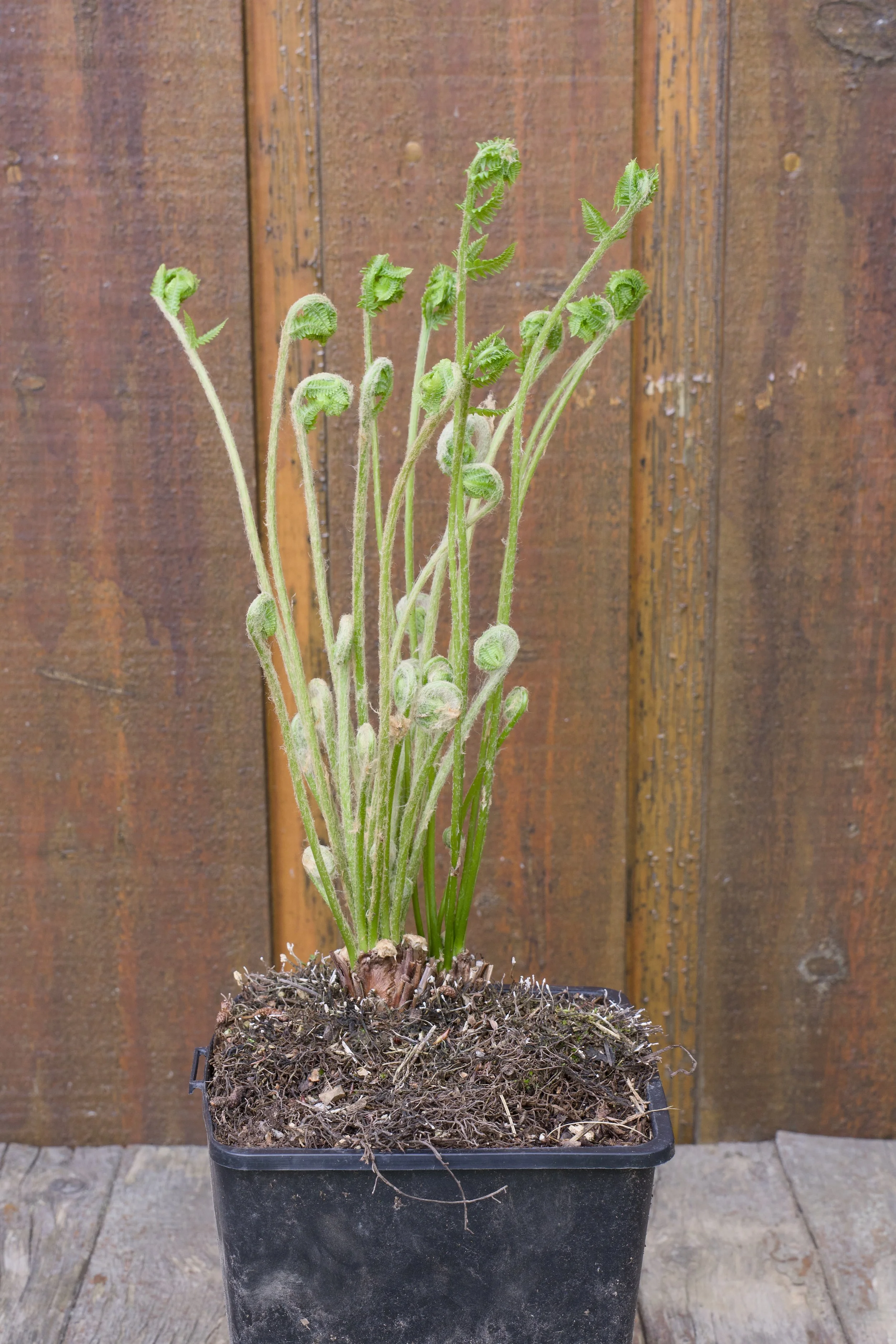 Osmunda cinnamomea