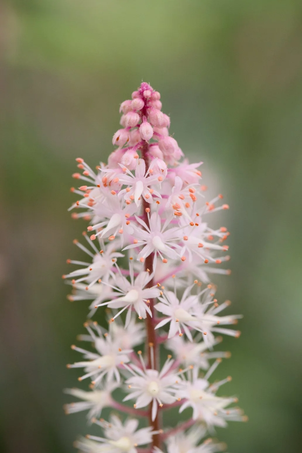 Tiarella 'Pink Skyrocket'