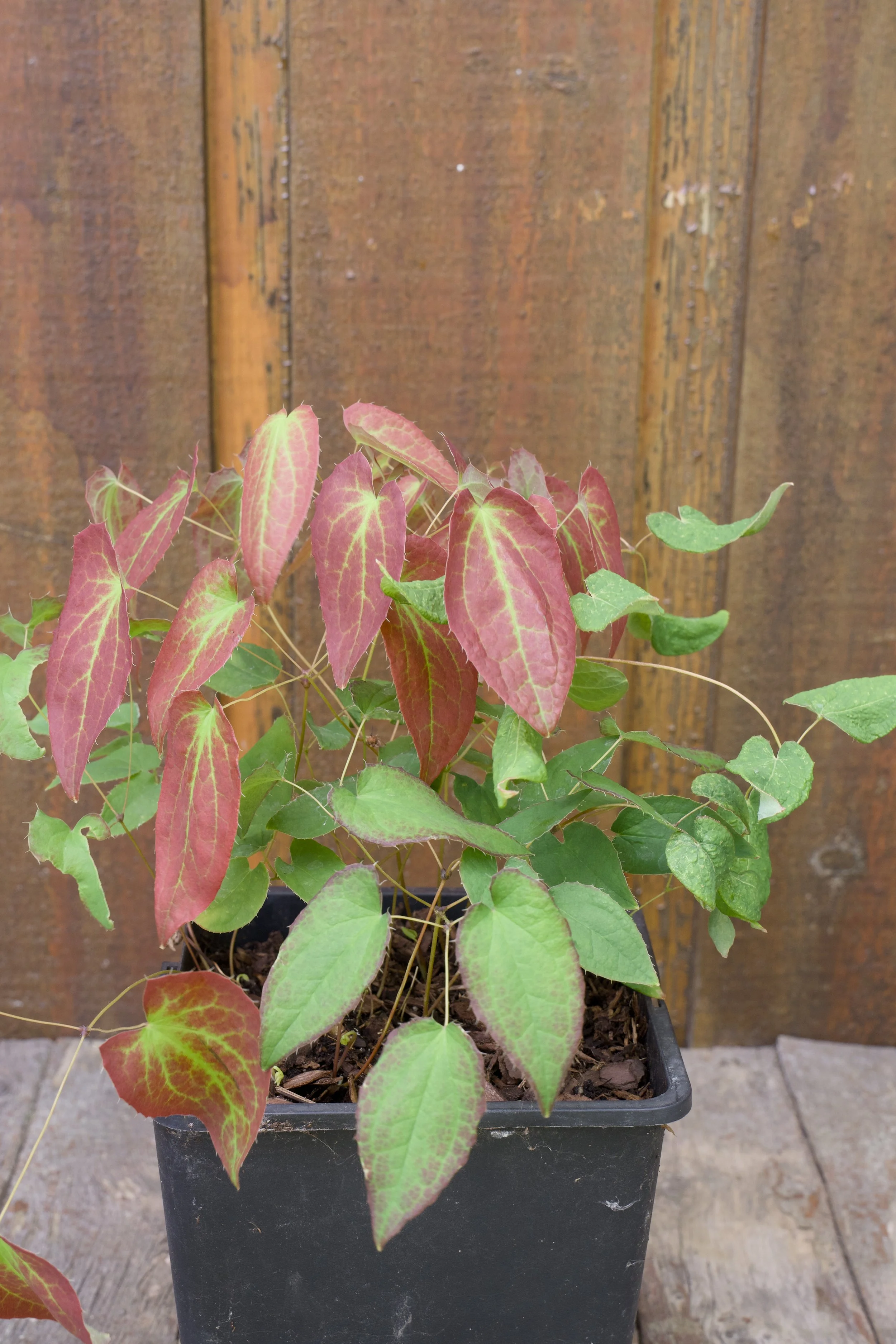 Epimedium rubrum