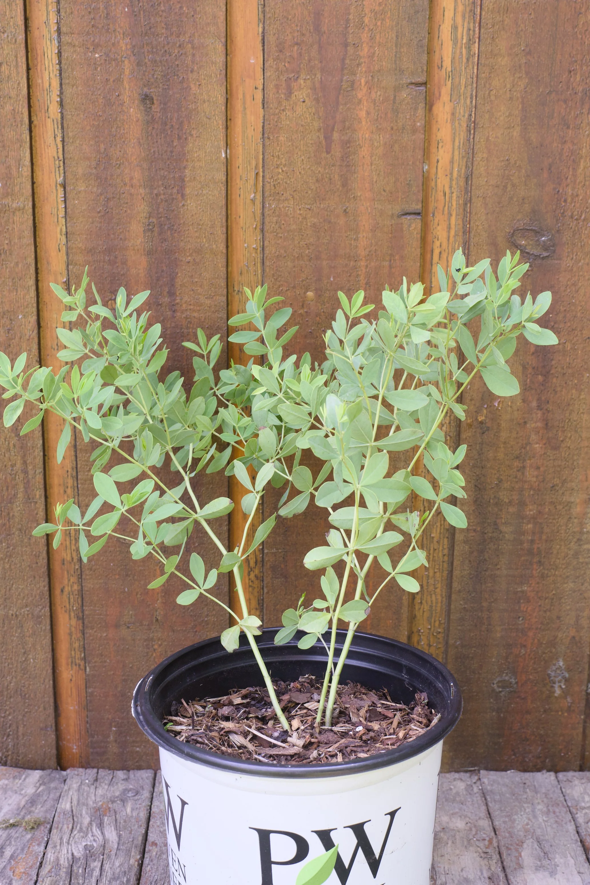Baptisia x ‘Pink Lemonade’.jpg