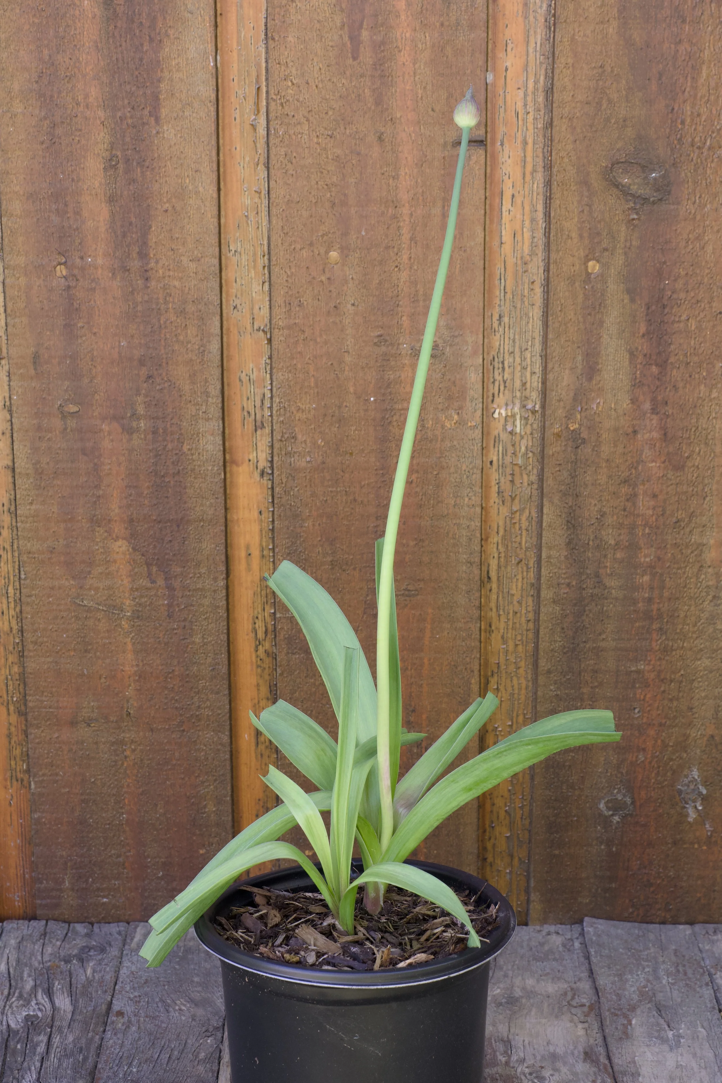 Allium atropurpureum.jpg