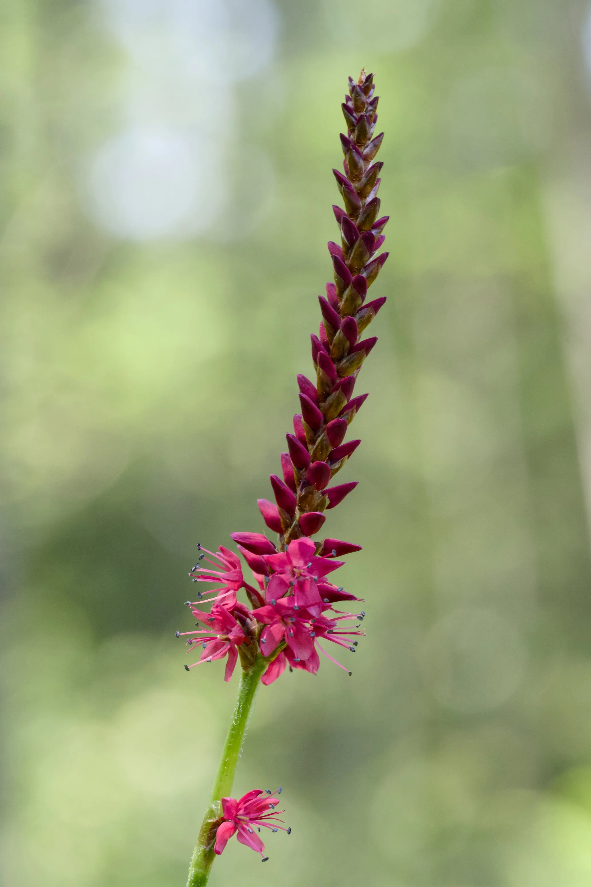 Persicaria amplexicaulis 'Firetail'