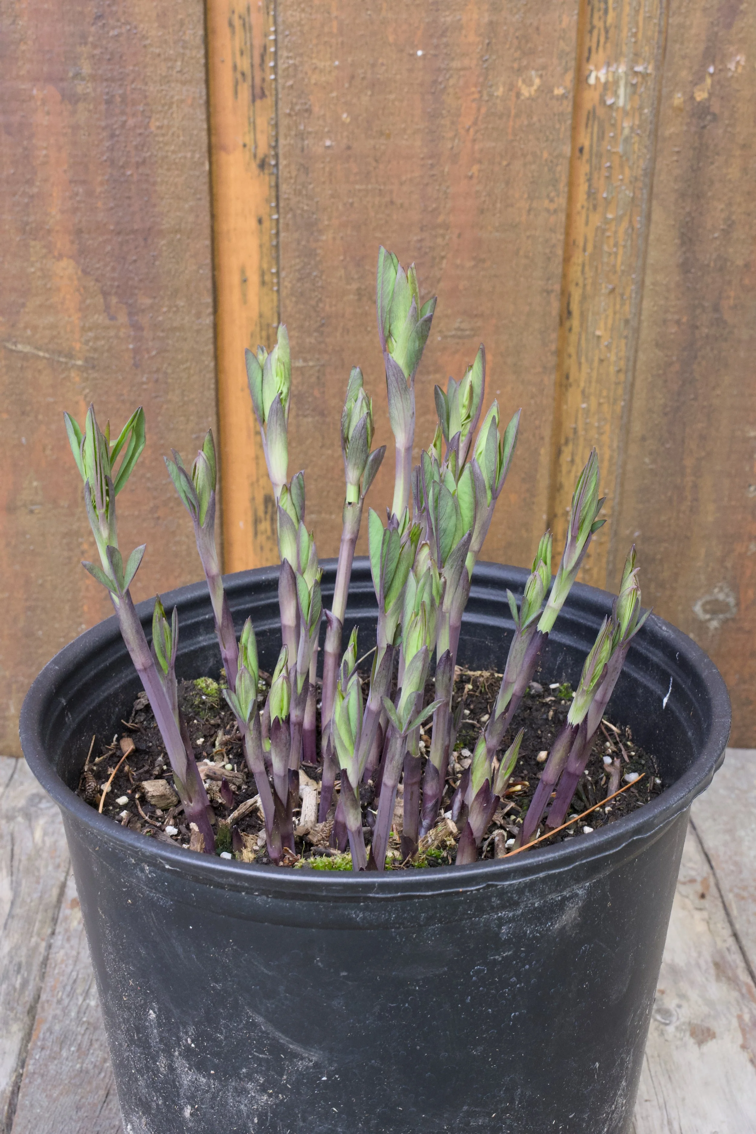 Baptisia x ‘Burgundy Blast’.jpg