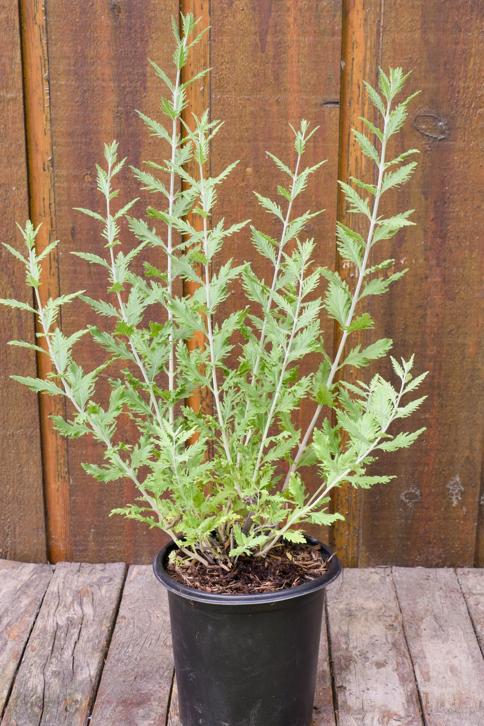 Perovskia atriplicifolia