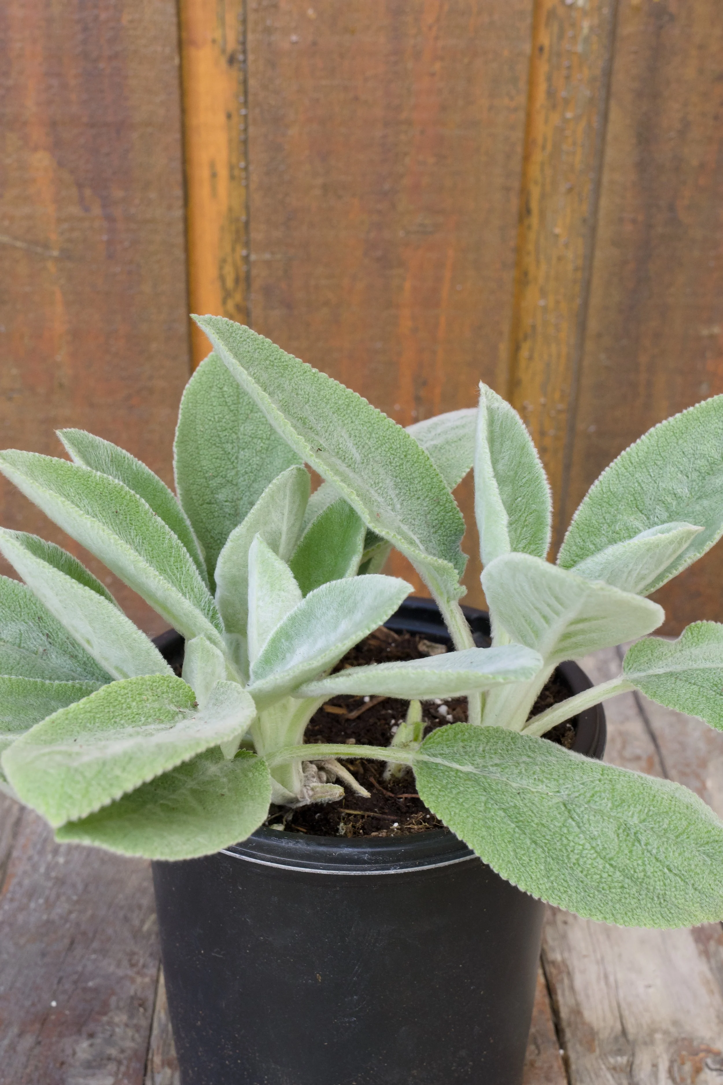 Stachys byzantina ‘Helen Von Stein’.jpg
