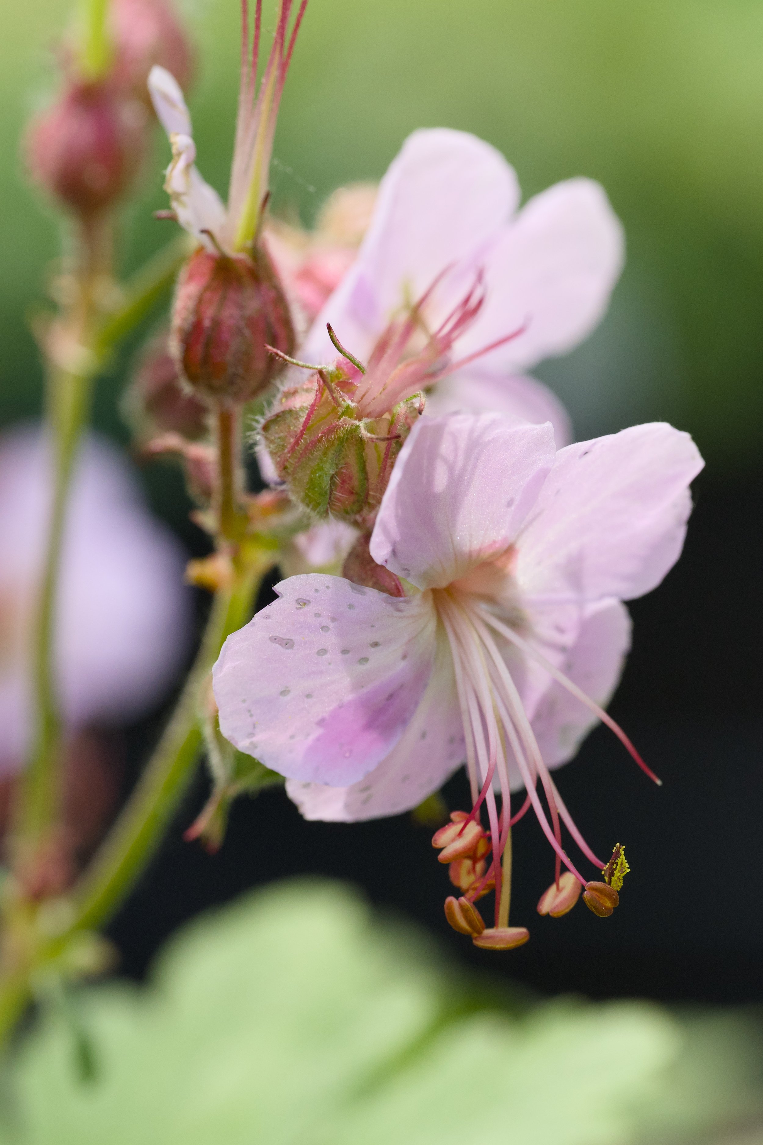 Geranium macrorrhizum 'Ingwersen's Variety'