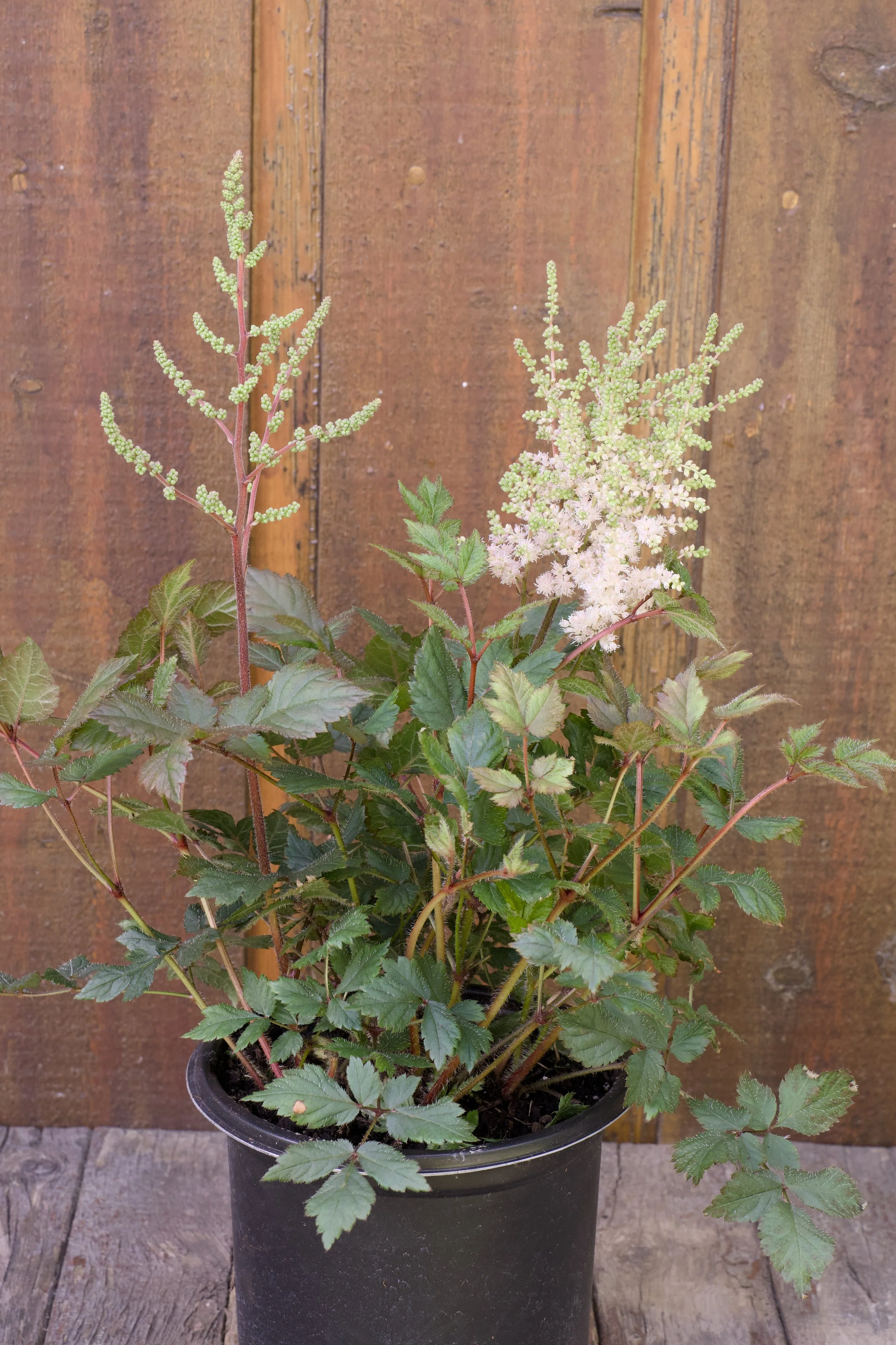 Astilbe chinensis ‘Spotlight'.jpg