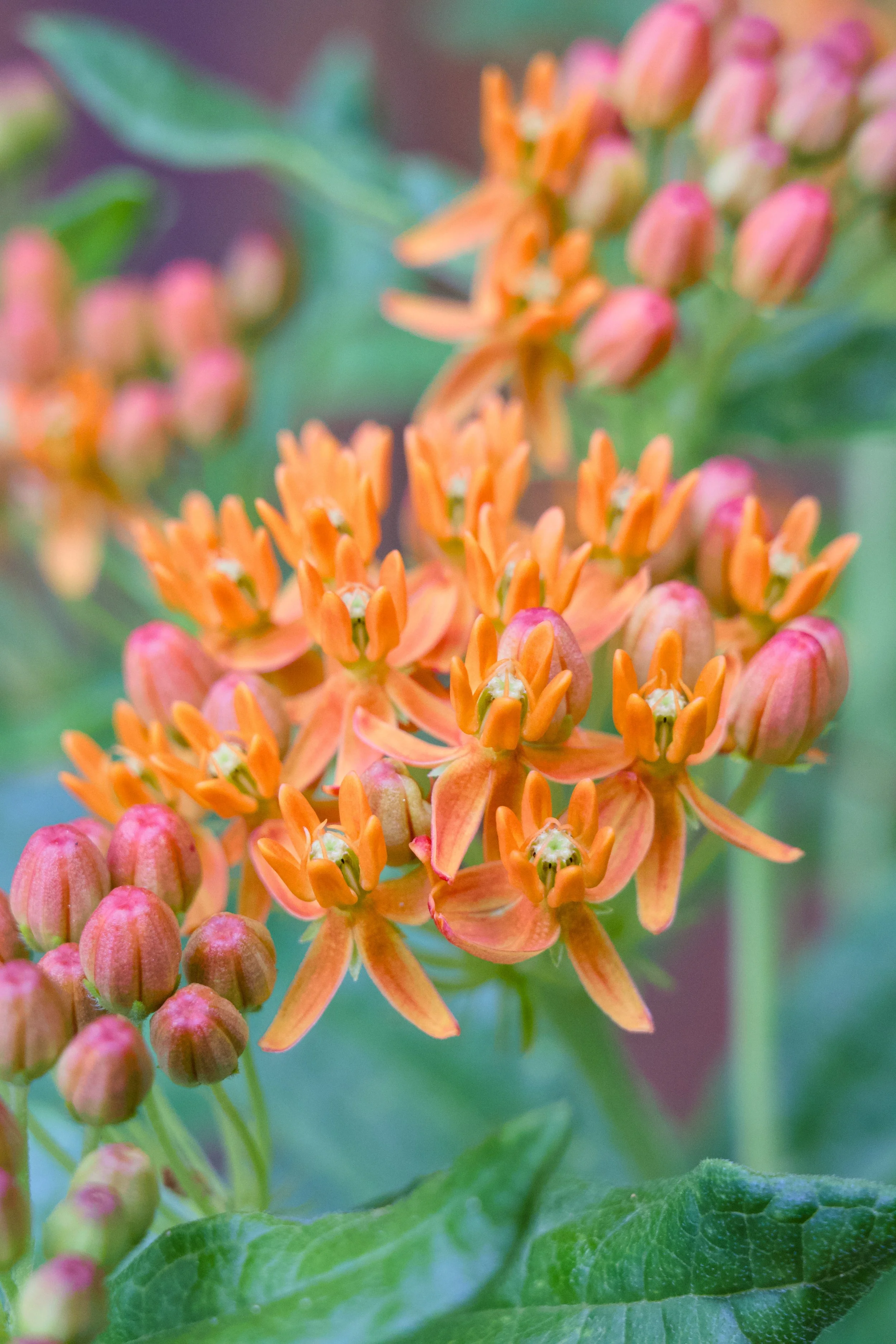 Asclepias tuberosa 'Gay Butterflies'