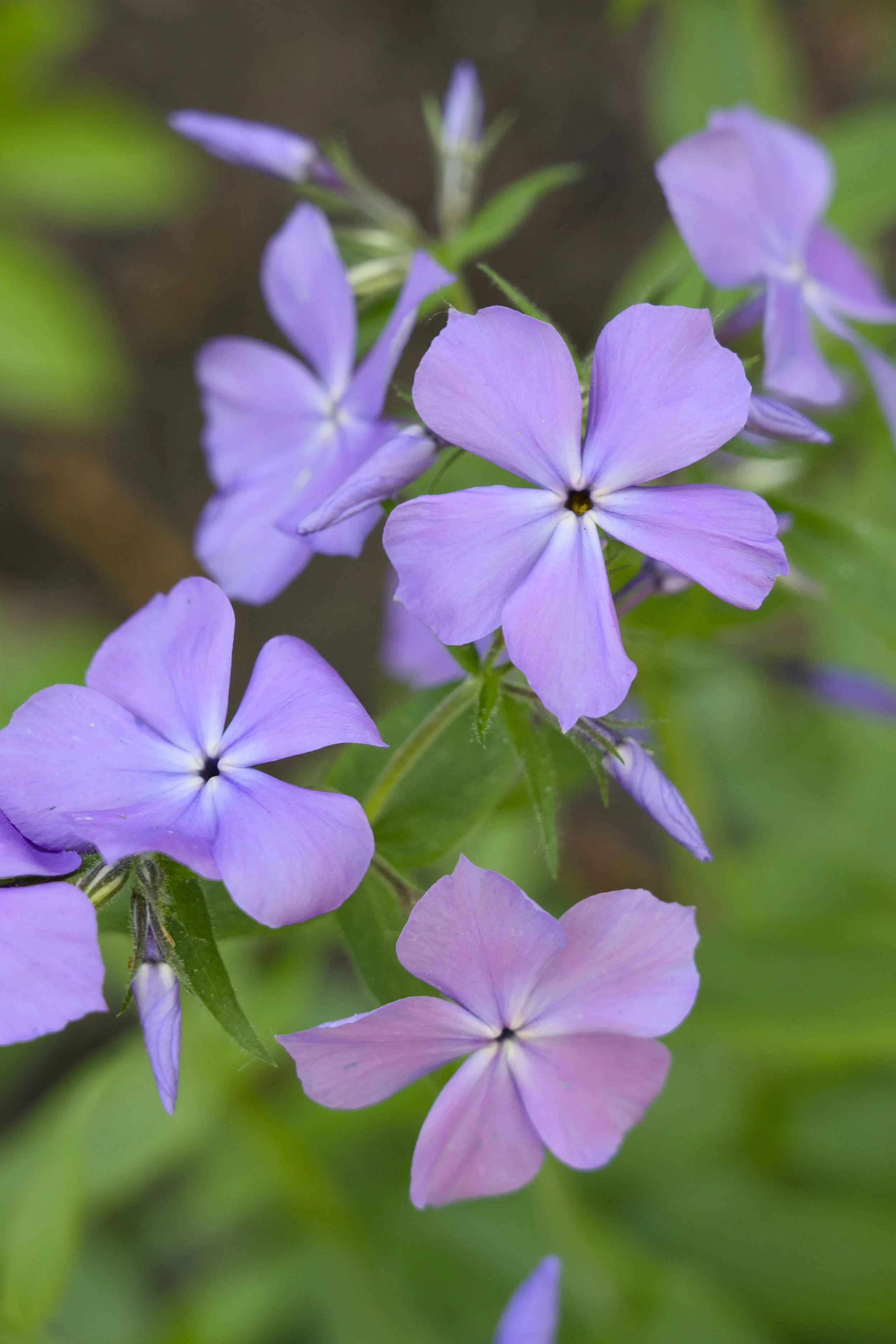 Phlox divaricata ‘Blue Moon’ Flowers.jpg