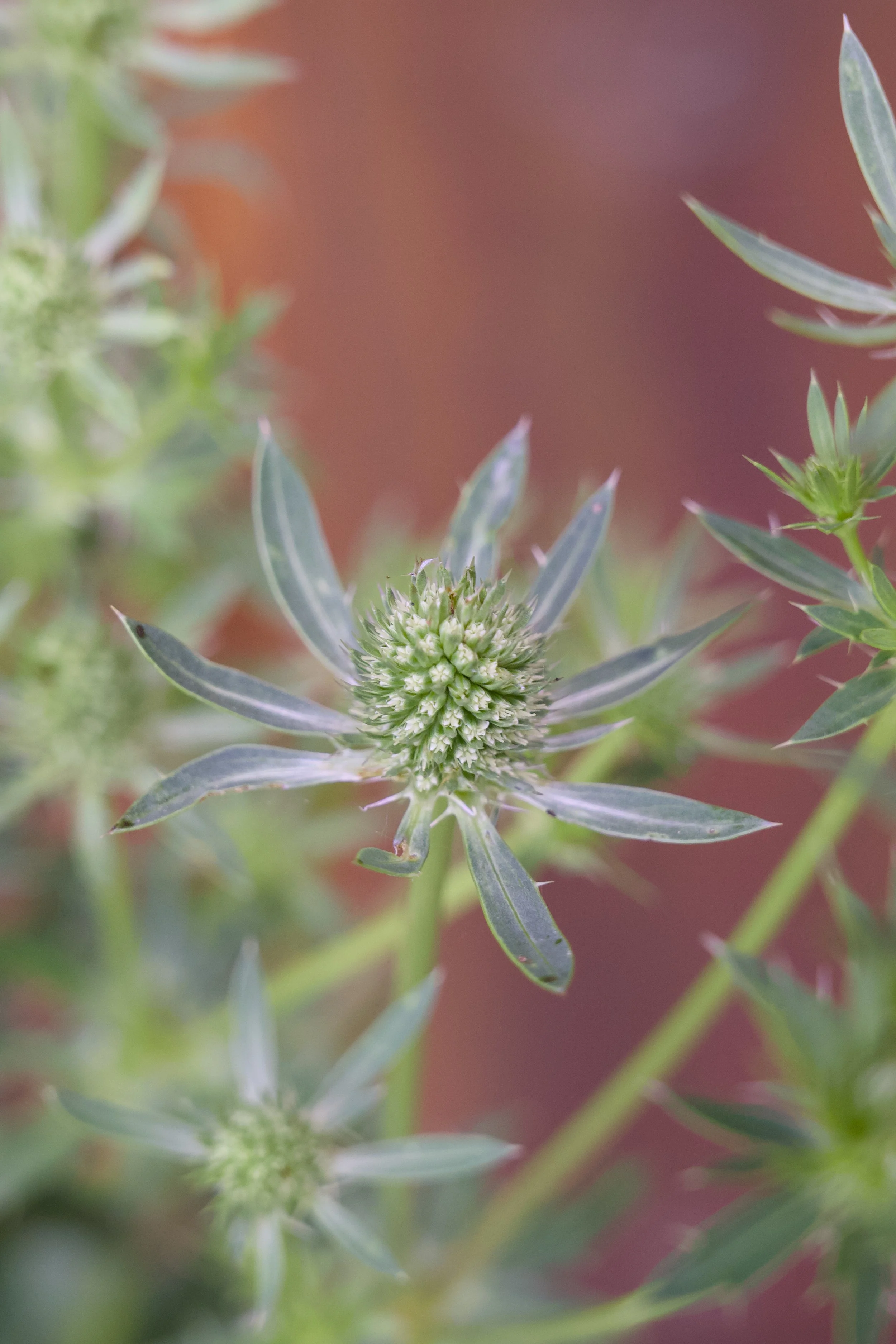 Eryngium planum 'Blue Glitter'