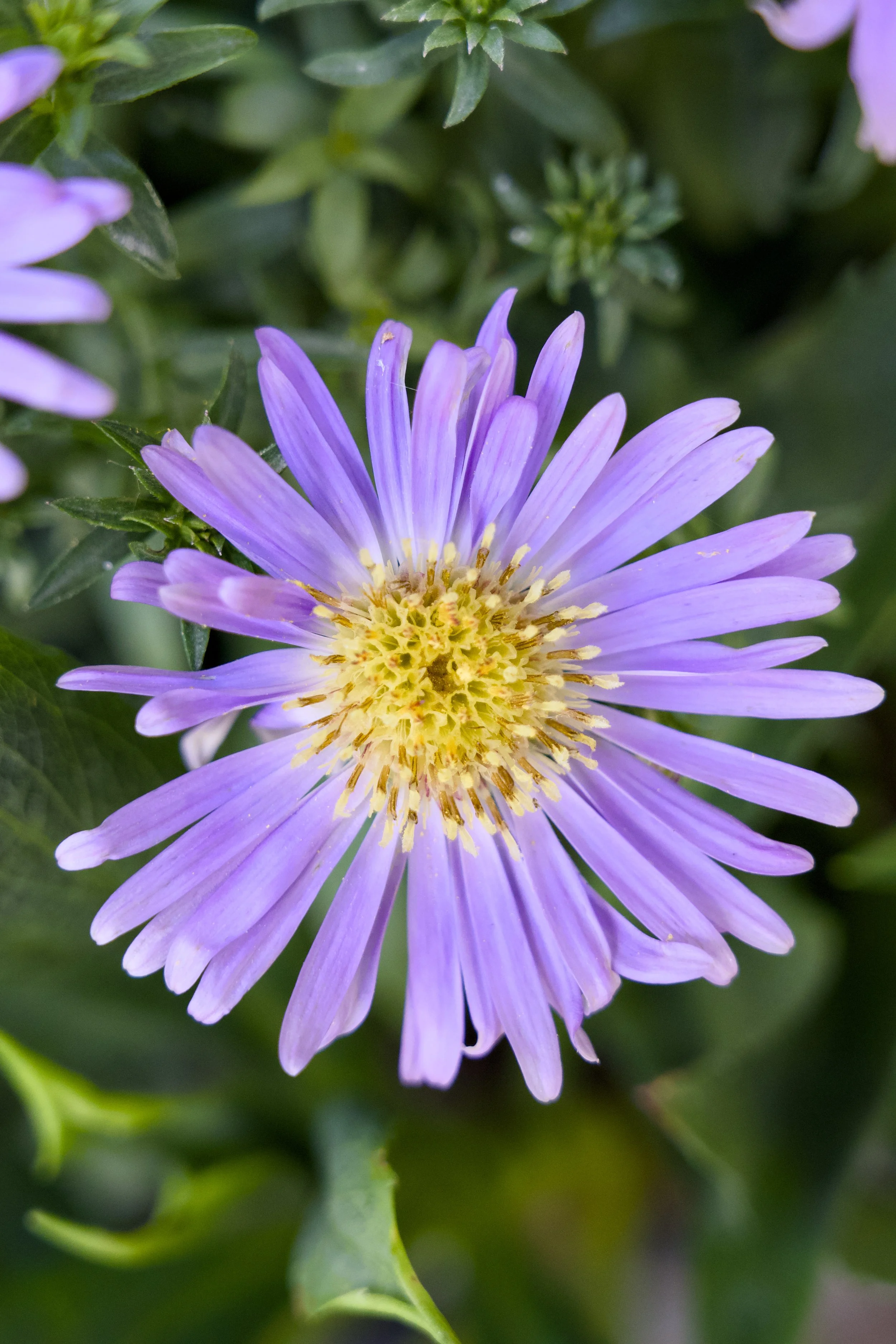 Aster dumosus 'Wood's Light Blue'