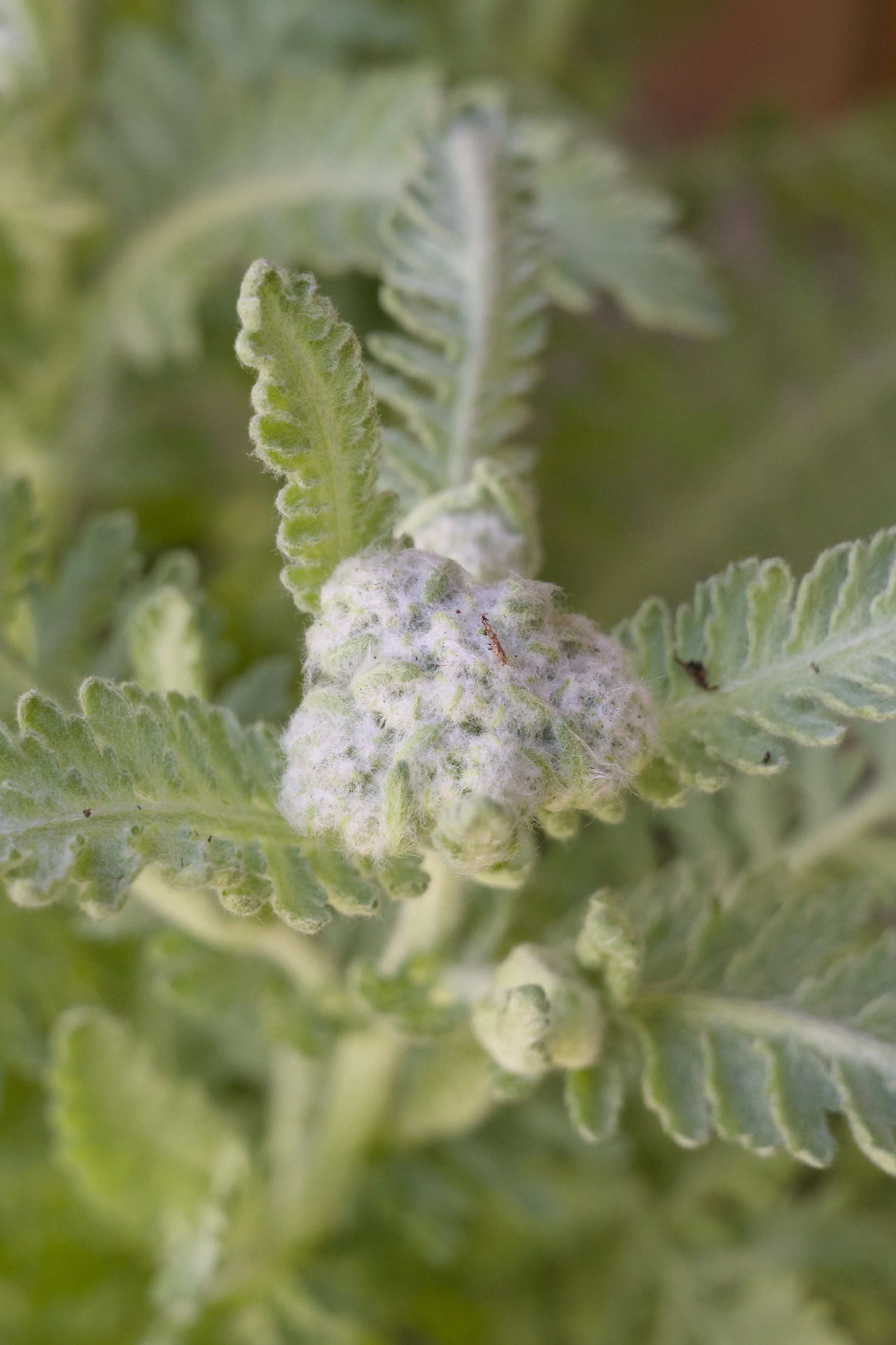 Achillea millefolium ‘Moonshine’ Flower Buds.jpg